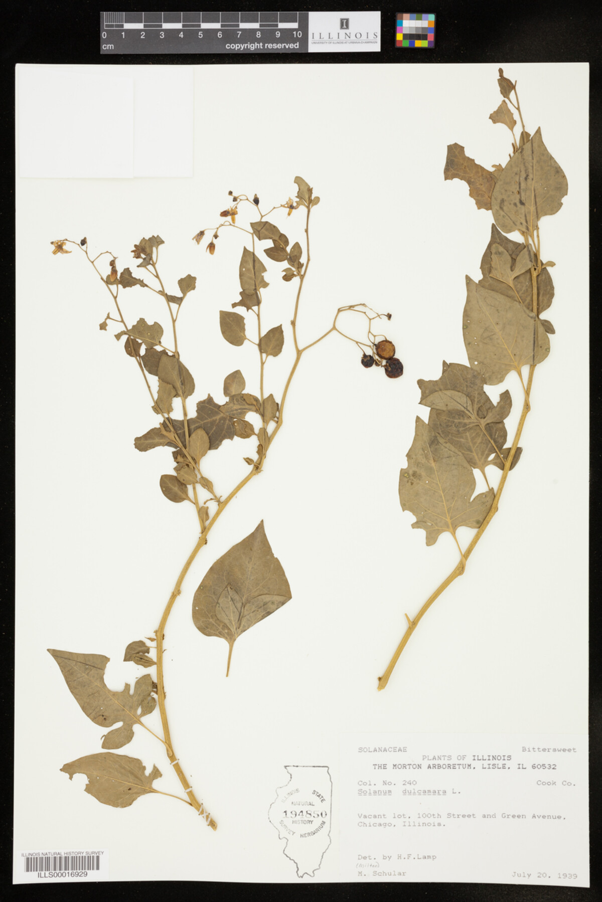 Solanum dulcamara image