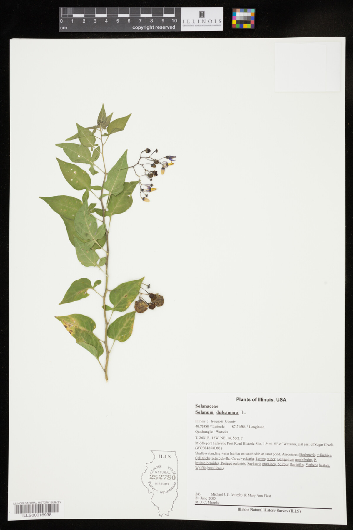Solanum image