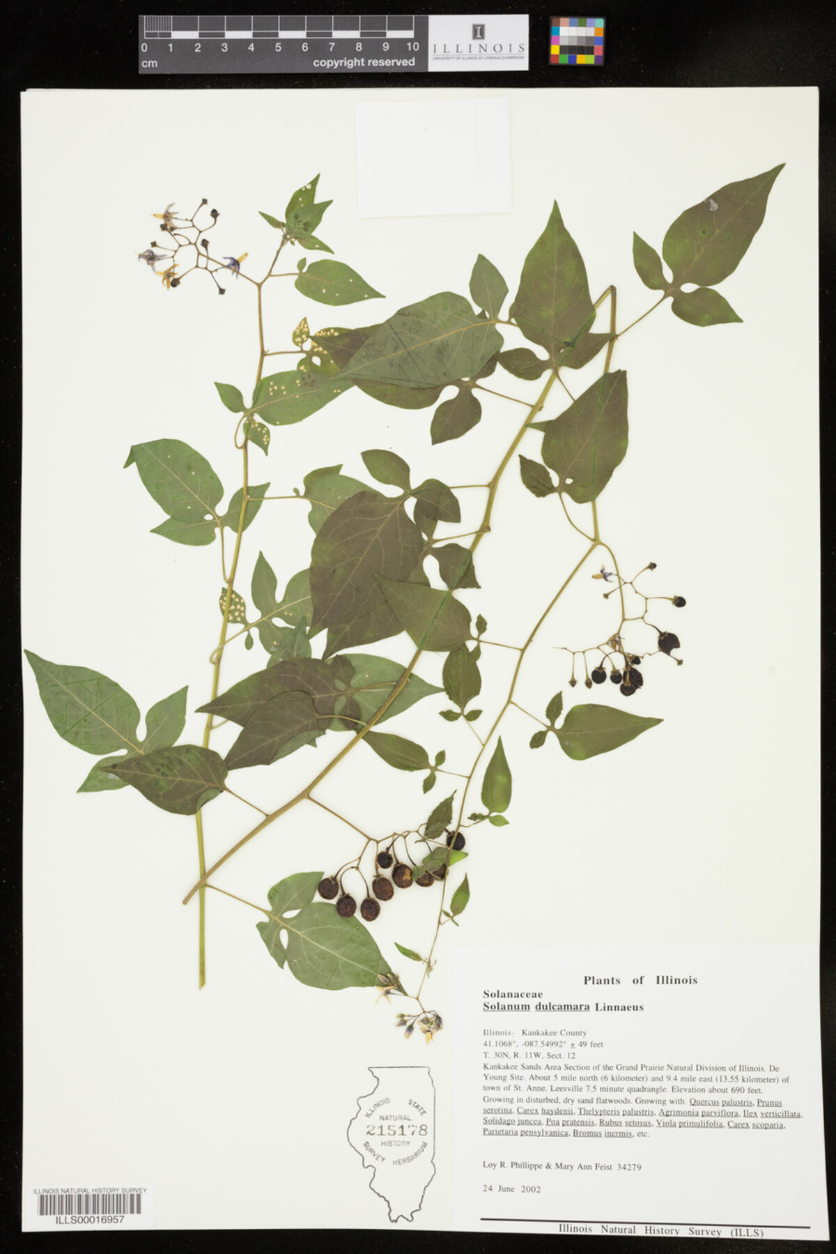 Solanum dulcamara image