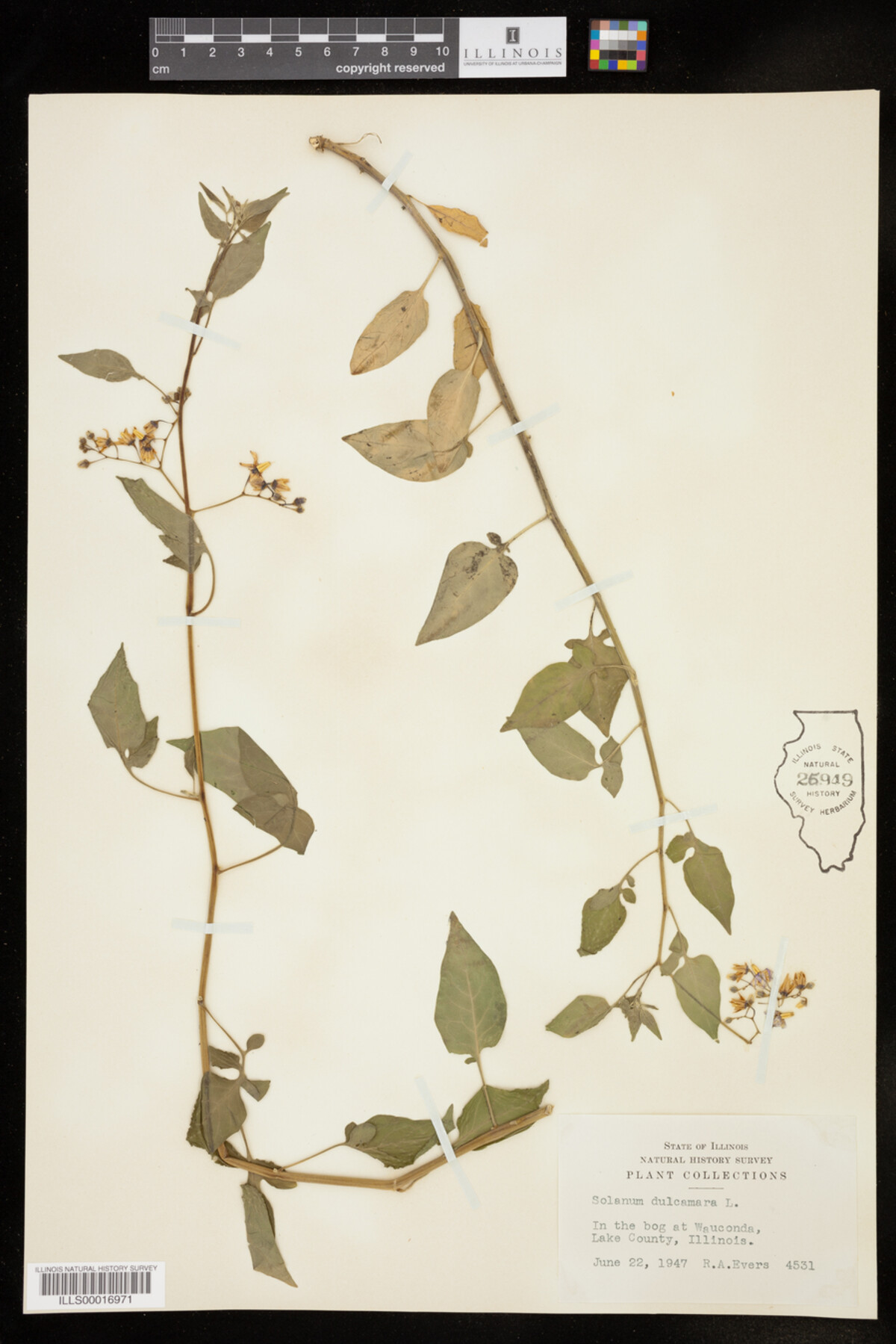 Solanum image
