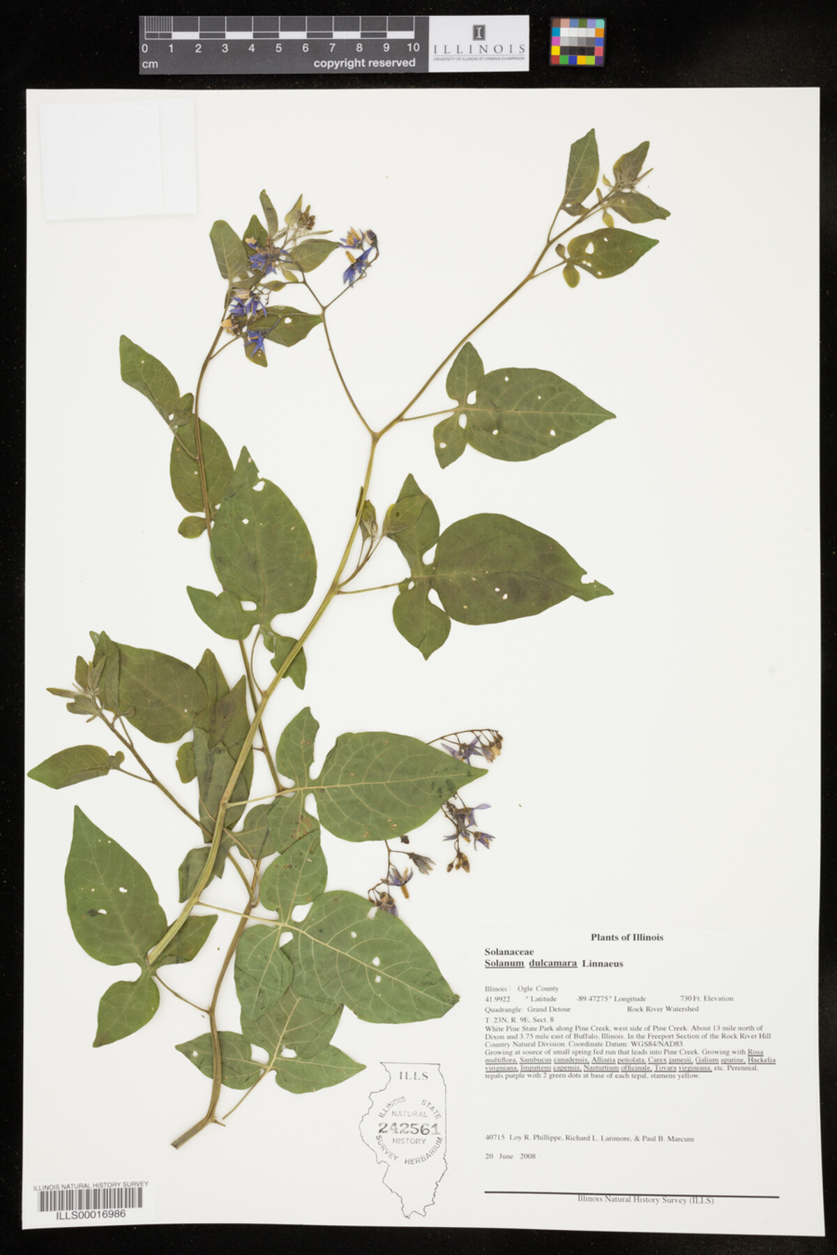 Solanum image