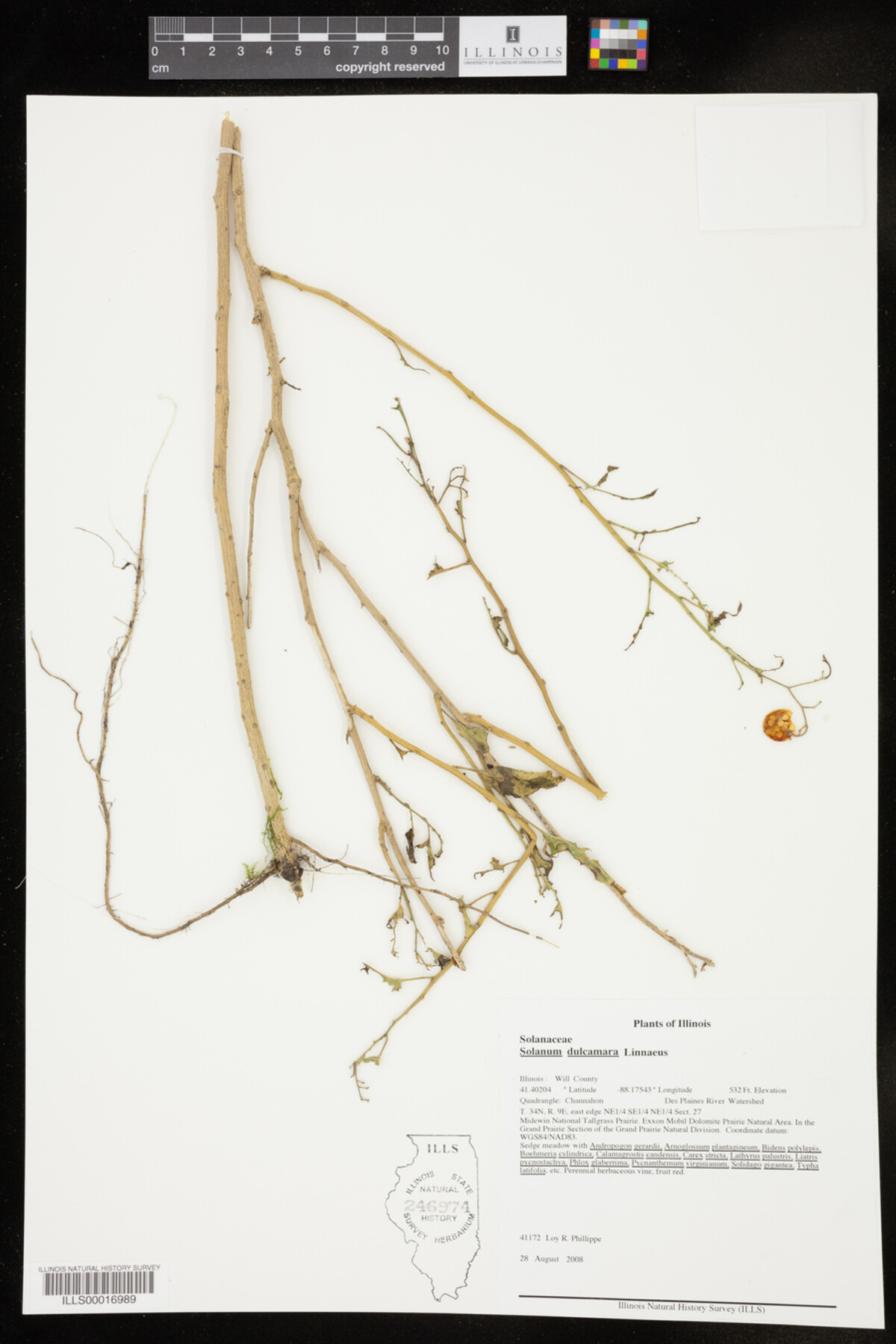Solanum dulcamara image