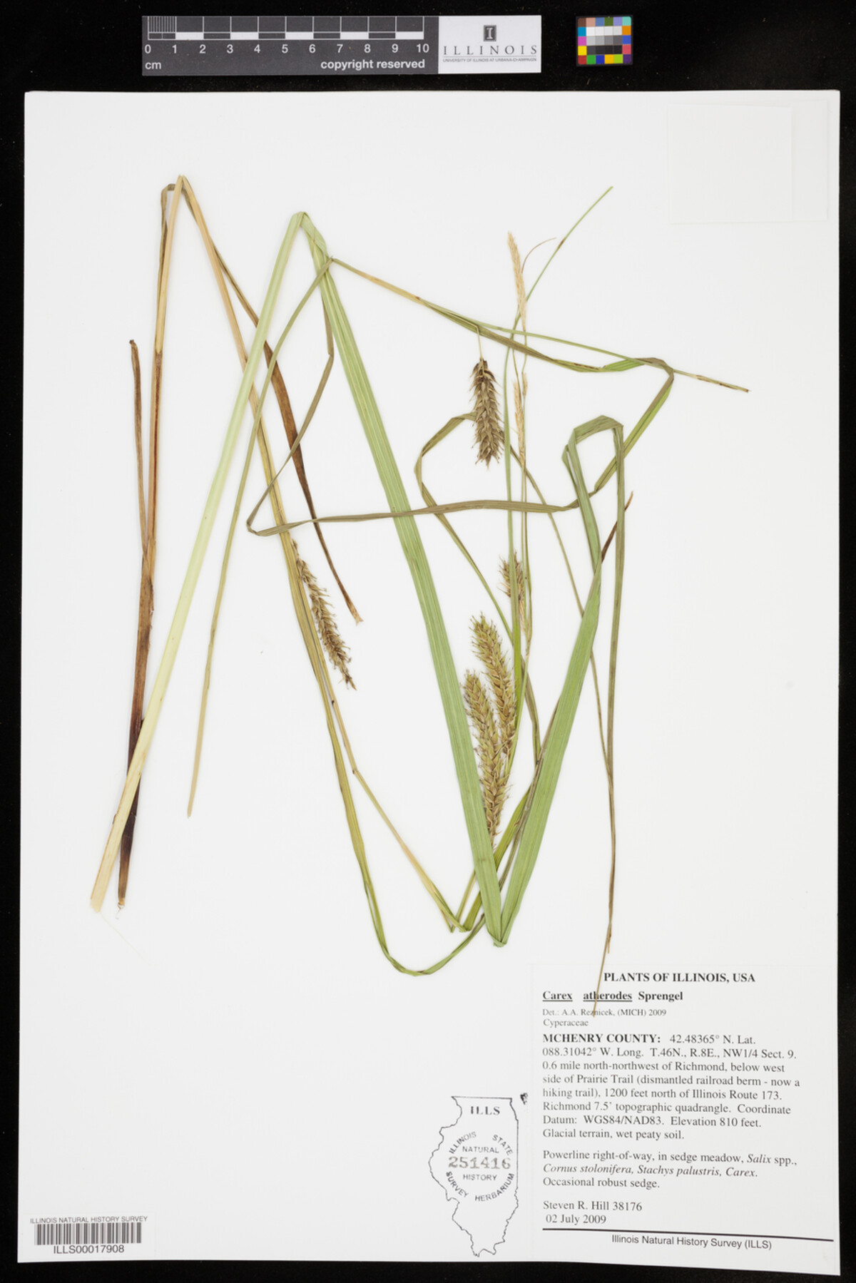 Carex atherodes image