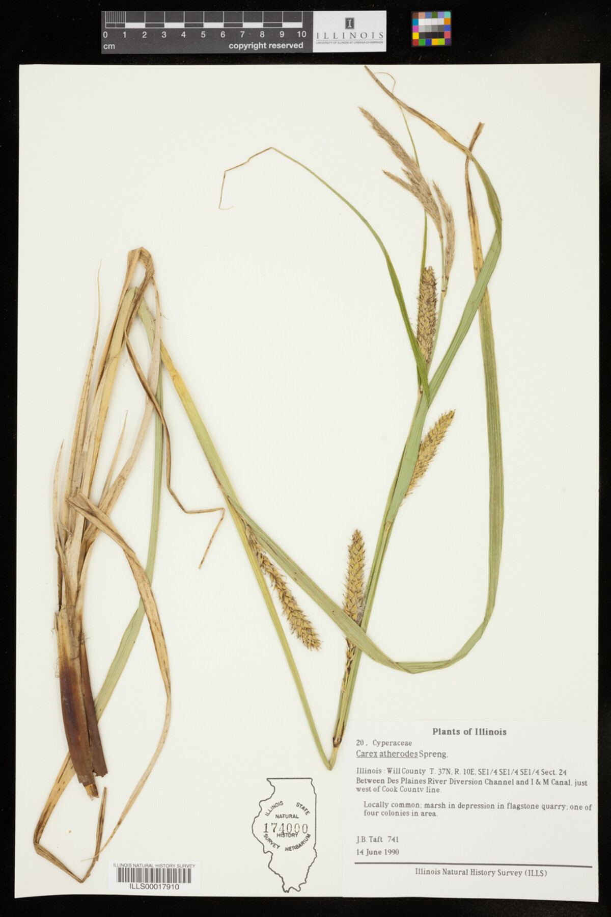Carex atherodes image