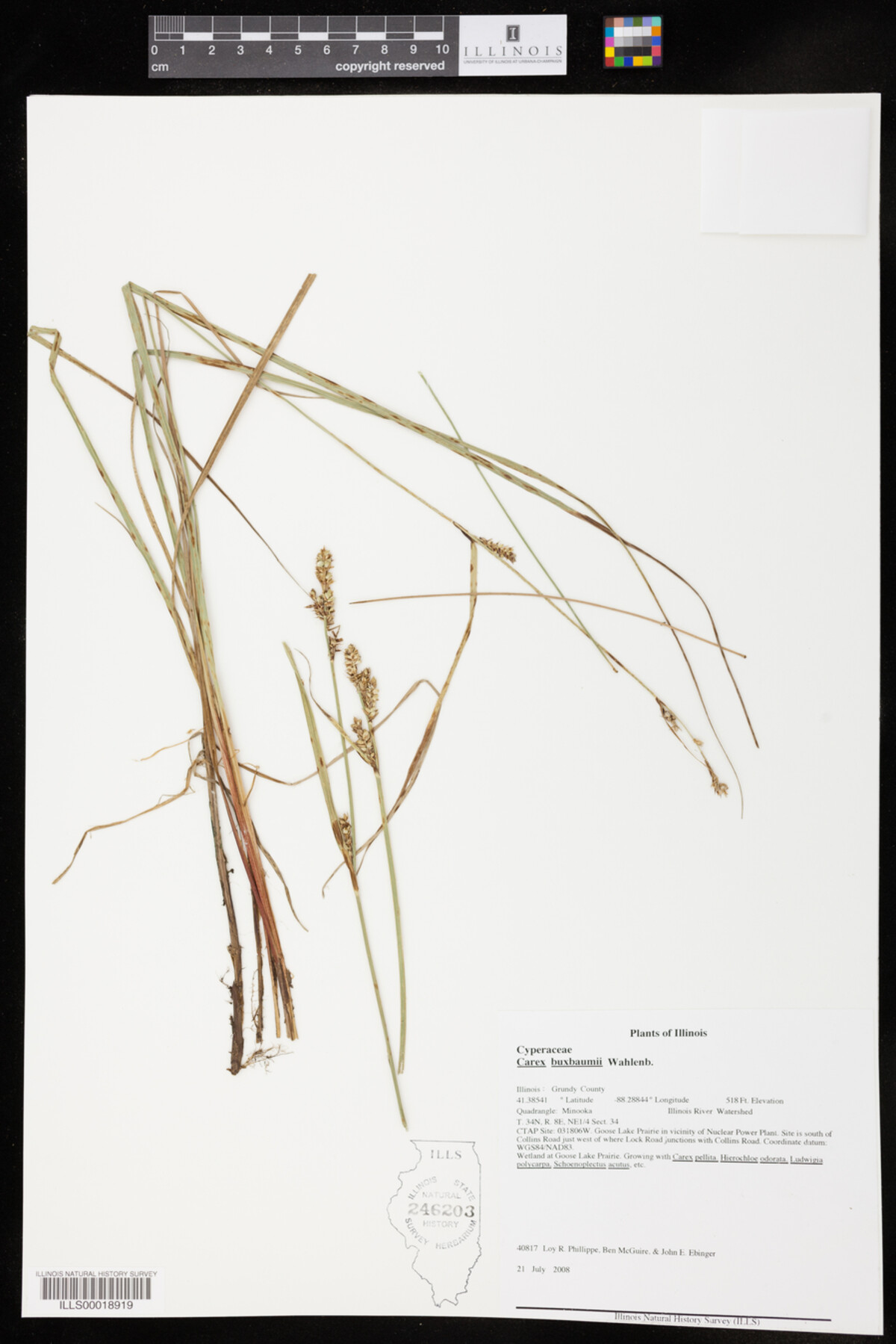 Carex buxbaumii image
