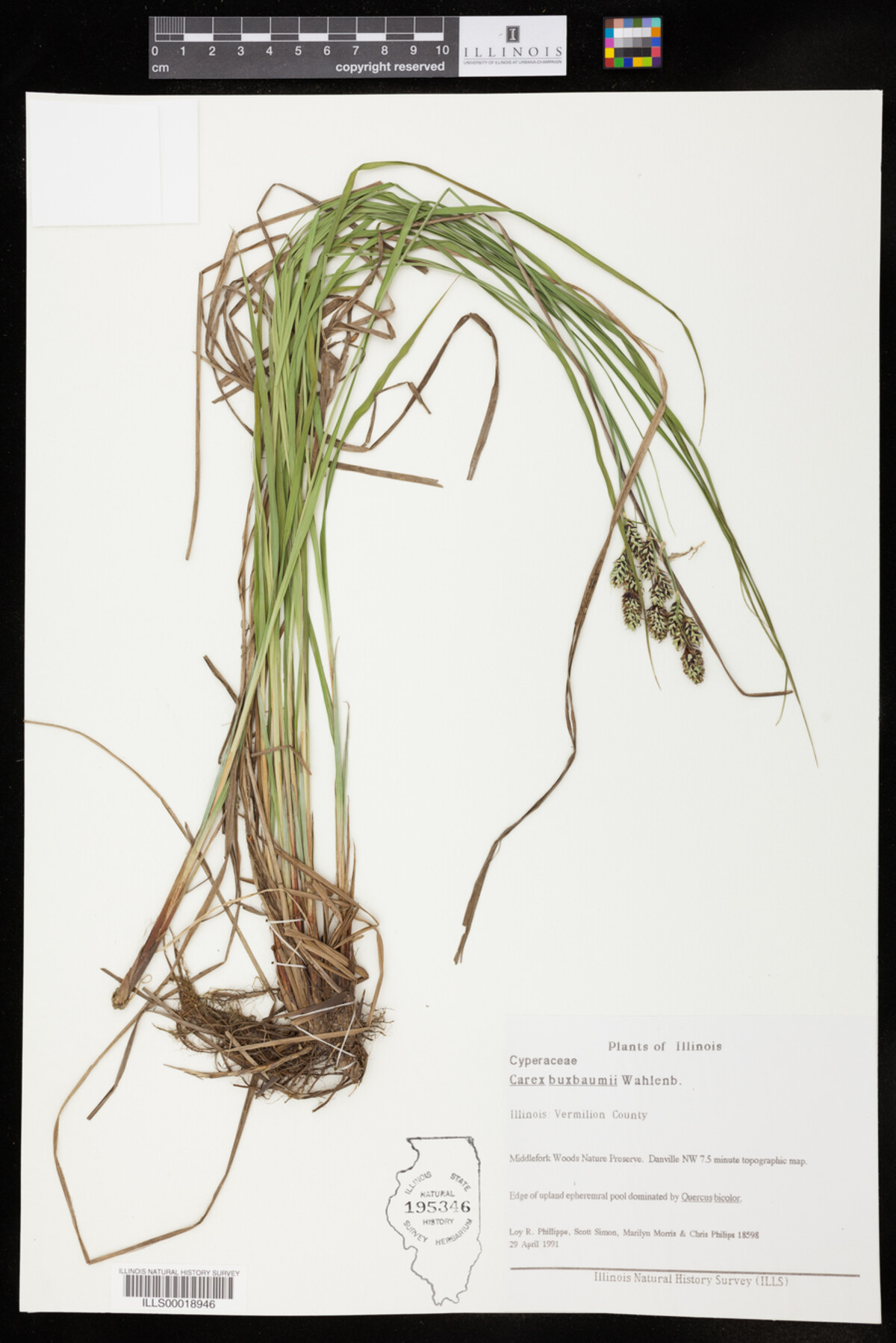 Carex buxbaumii image