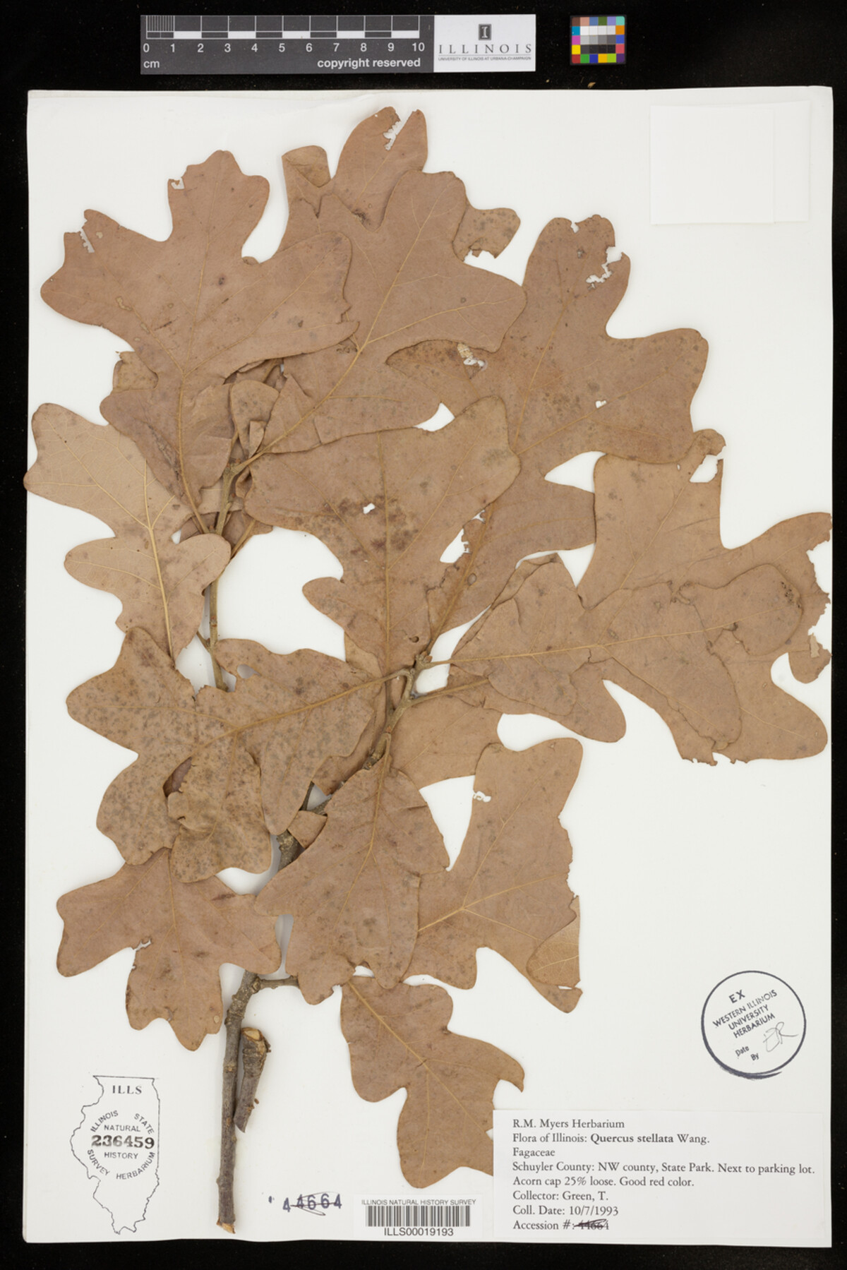 Quercus stellata image