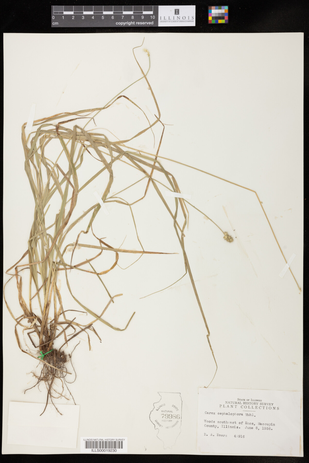 Carex cephalophora image