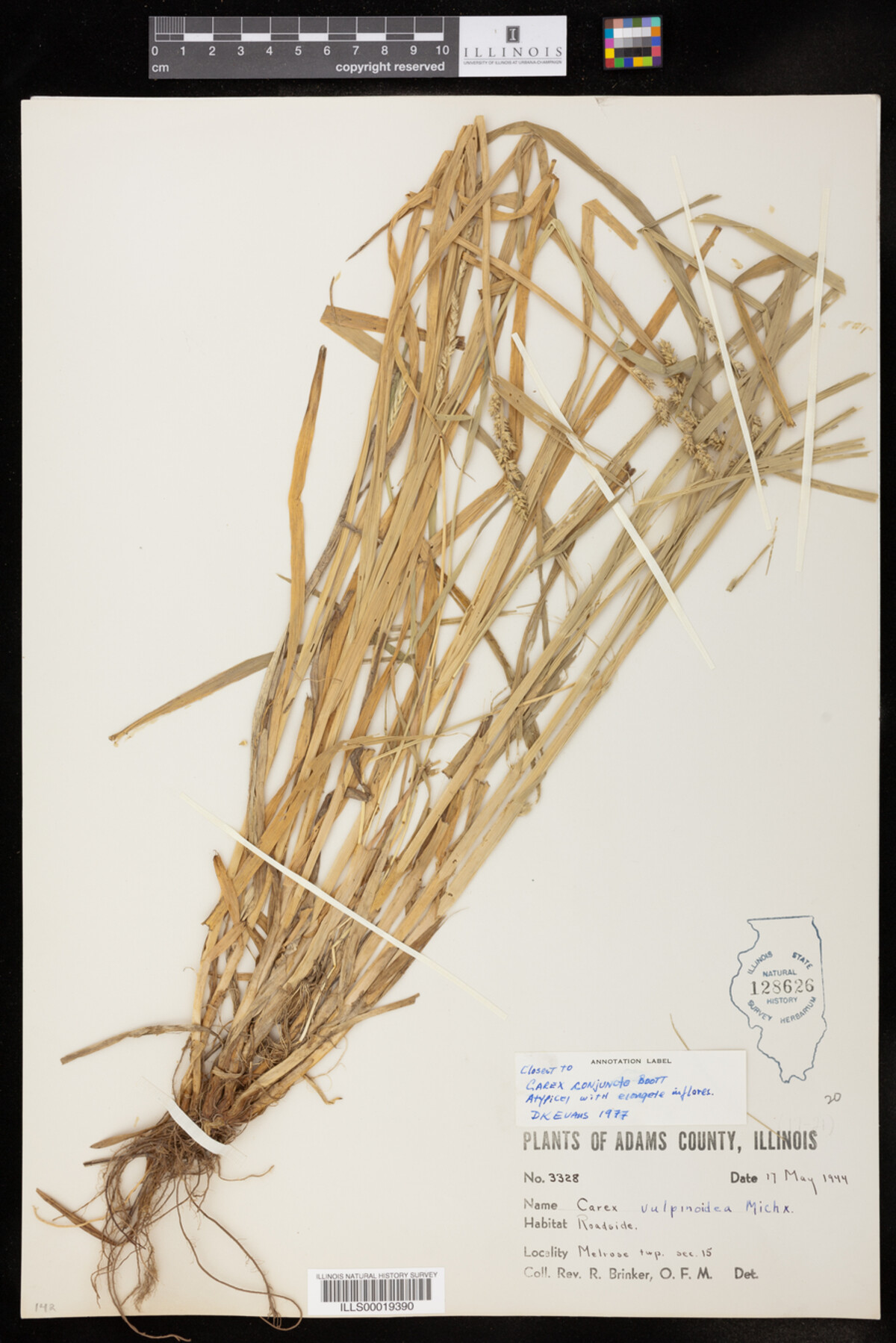 Carex conjuncta image
