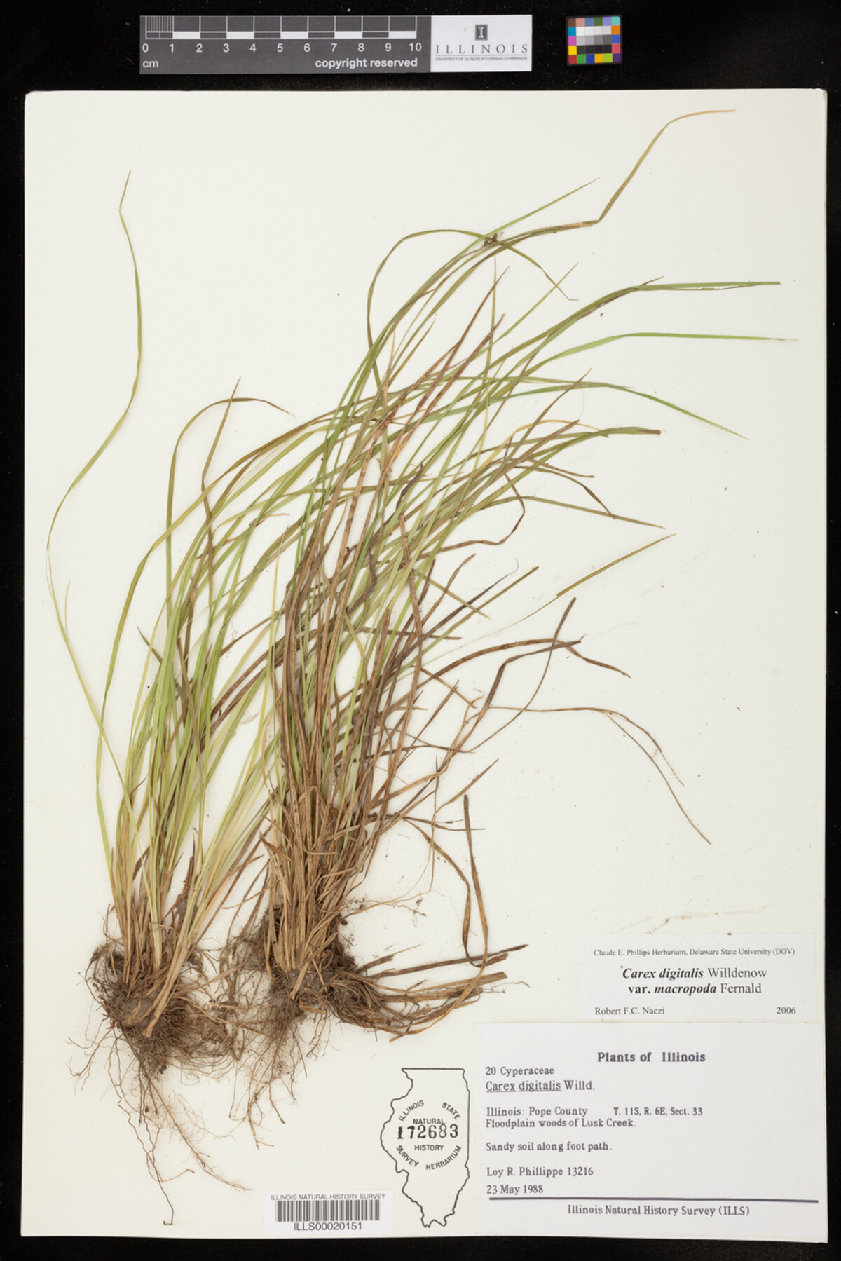 Carex digitalis var. macropoda image