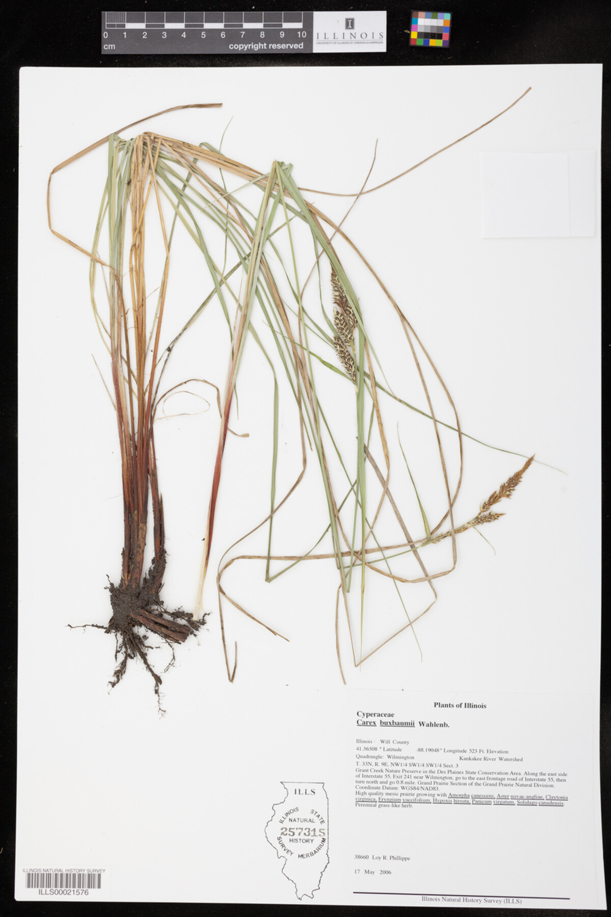 Carex buxbaumii image