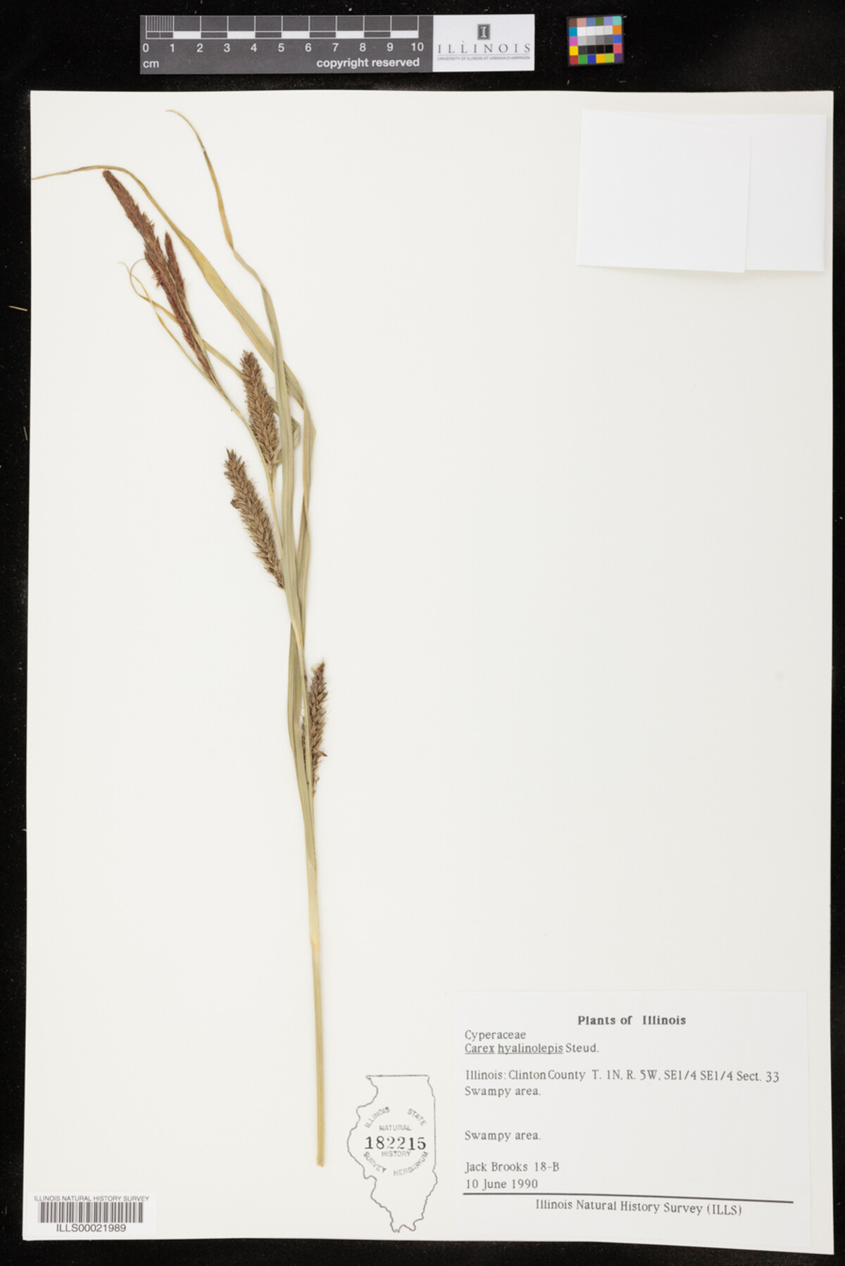 Carex hyalinolepis image
