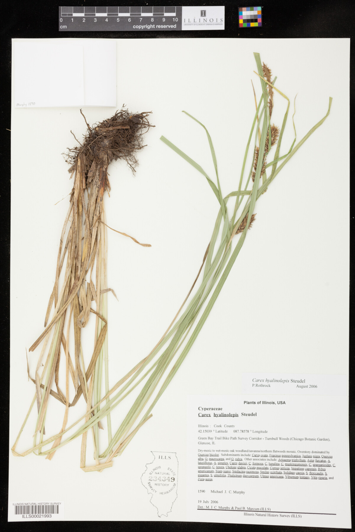 Carex hyalinolepis image