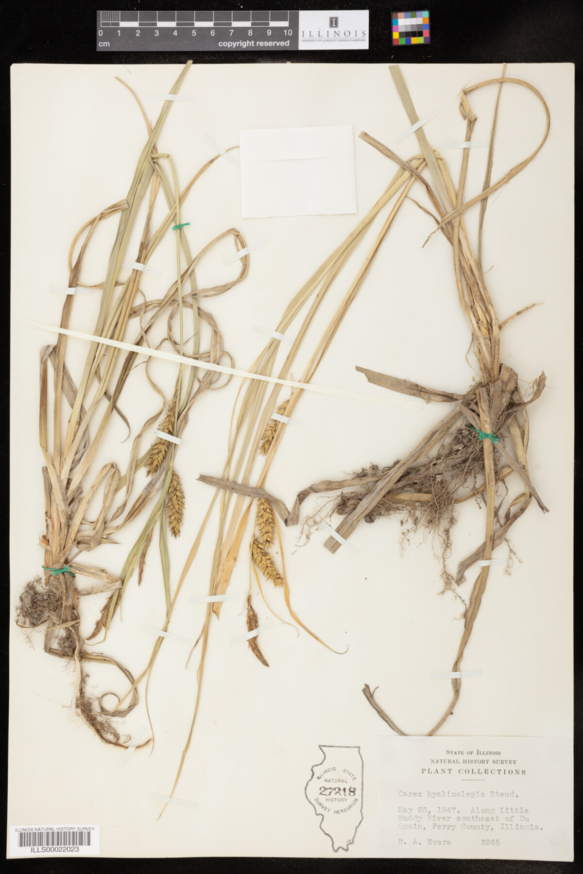 Carex hyalinolepis image