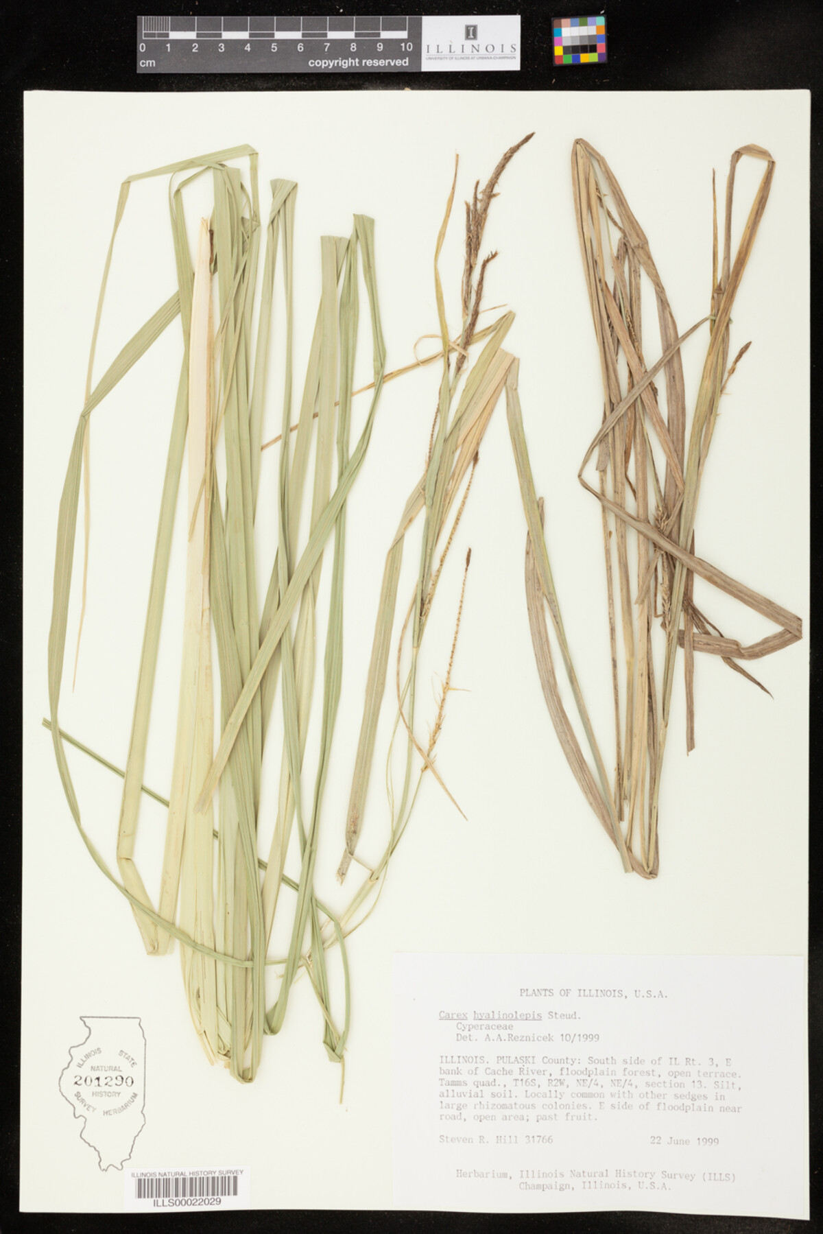 Carex hyalinolepis image