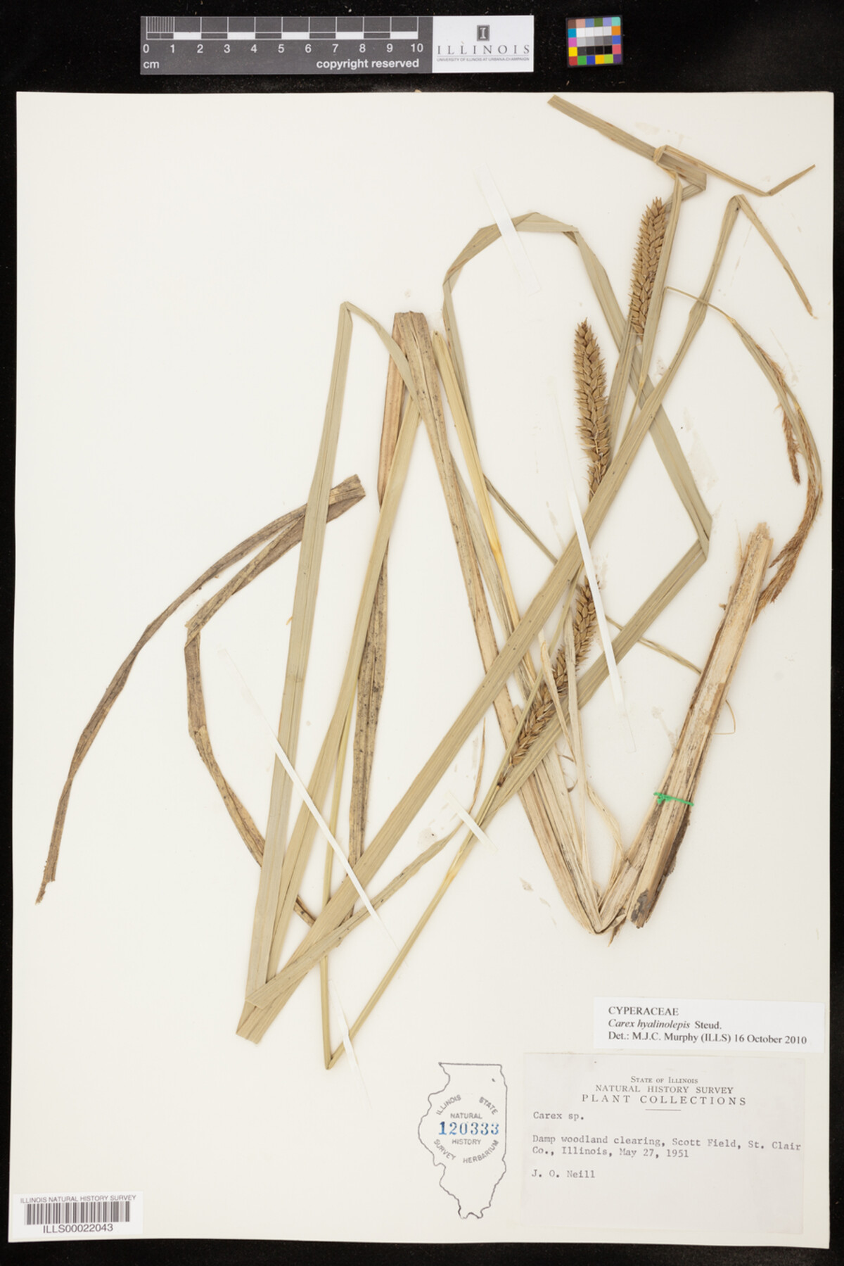 Carex hyalinolepis image