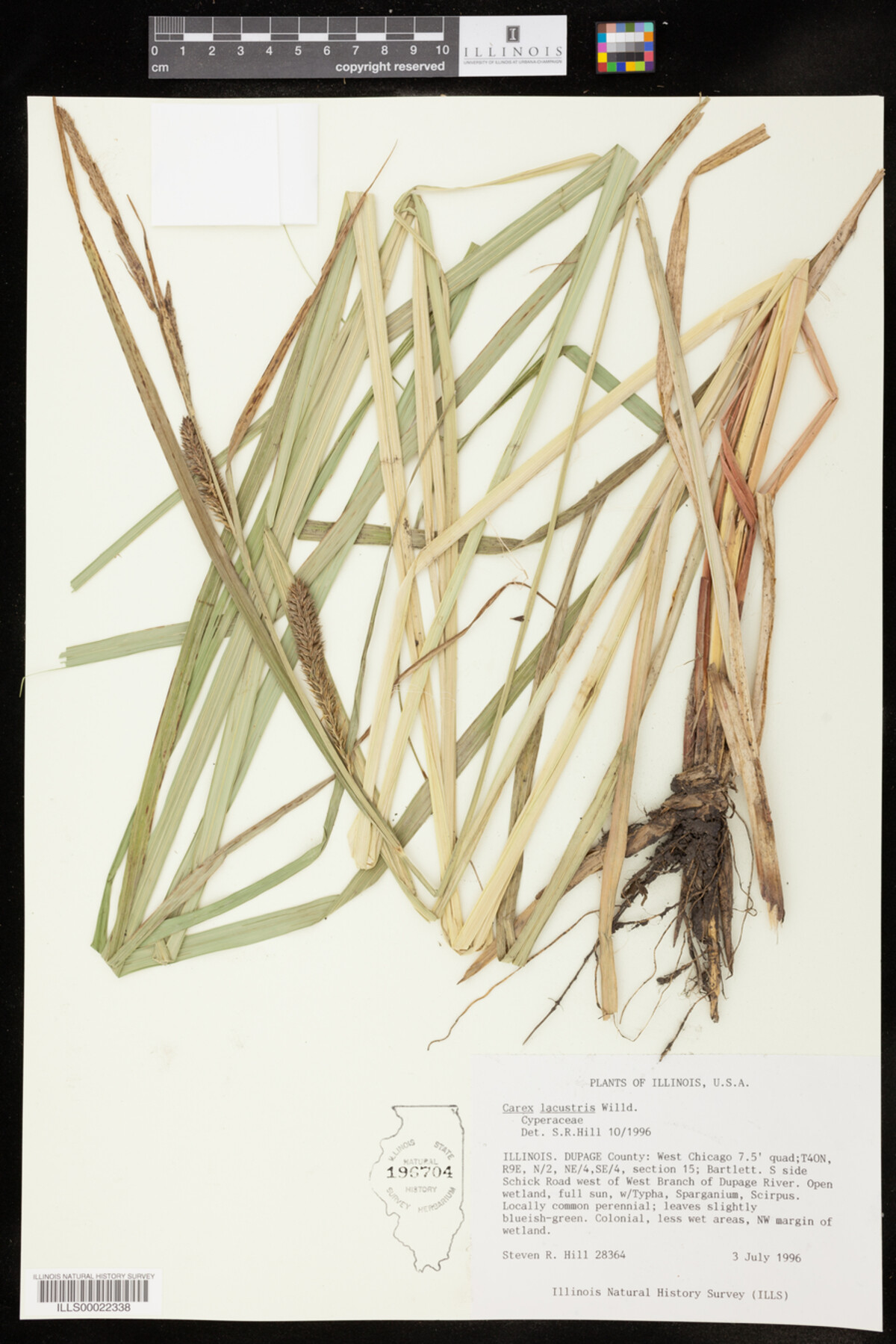 Carex lacustris image