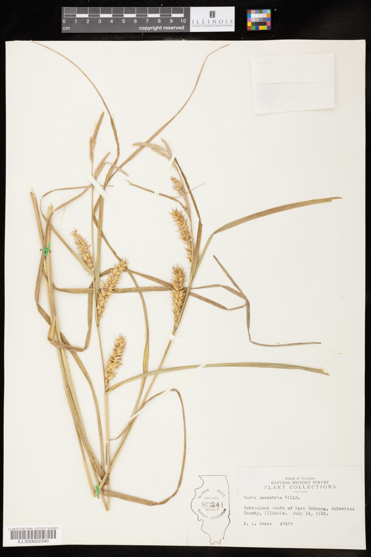 Carex laeviconica image