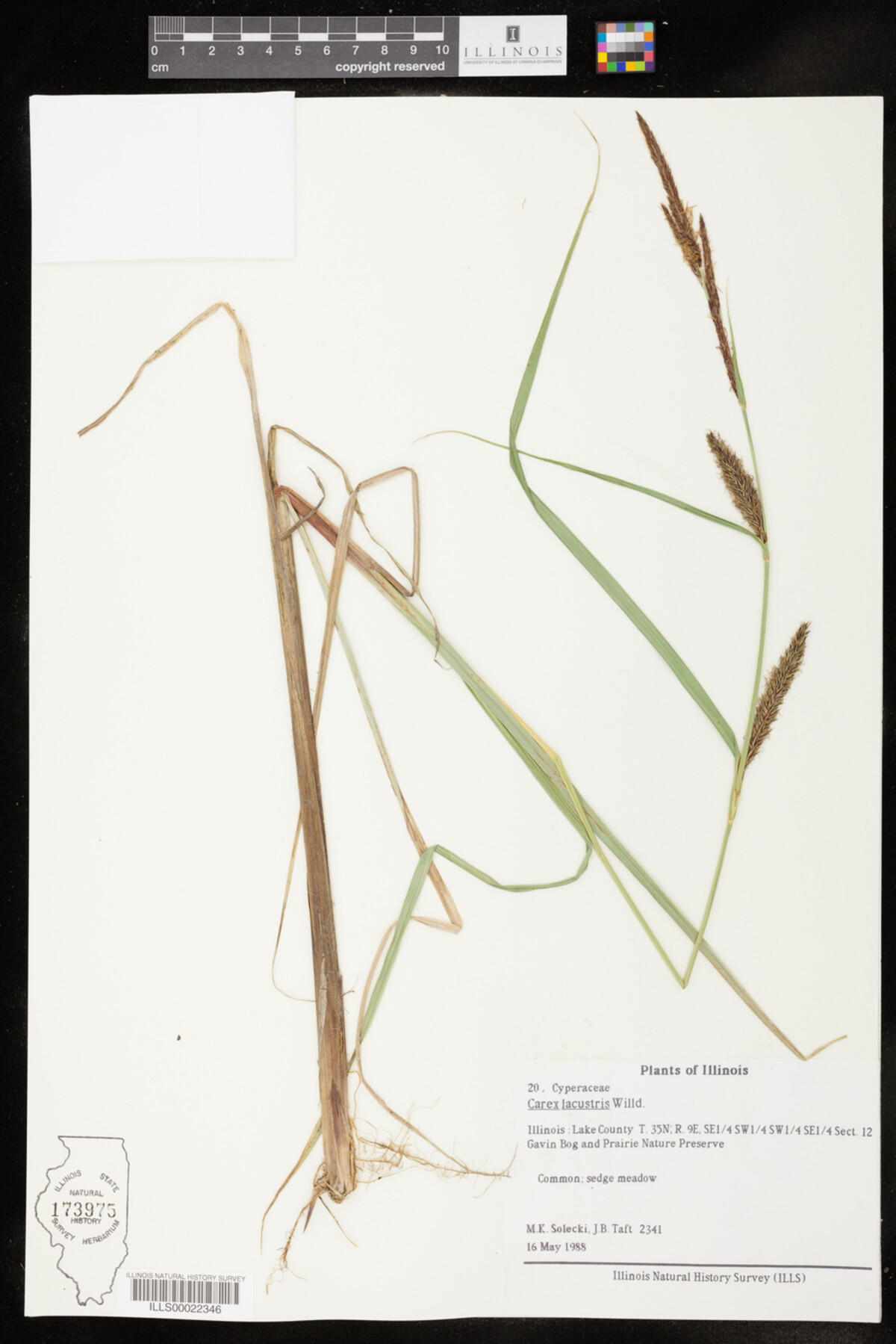 Carex lacustris image