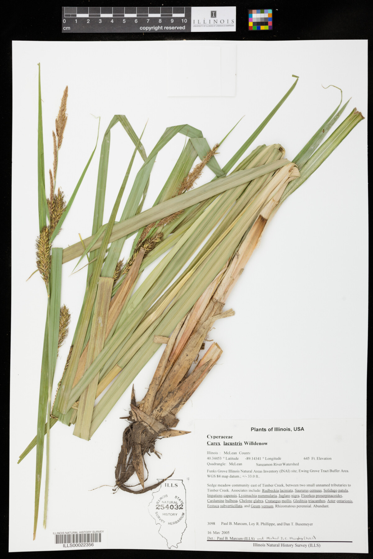 Carex lacustris image
