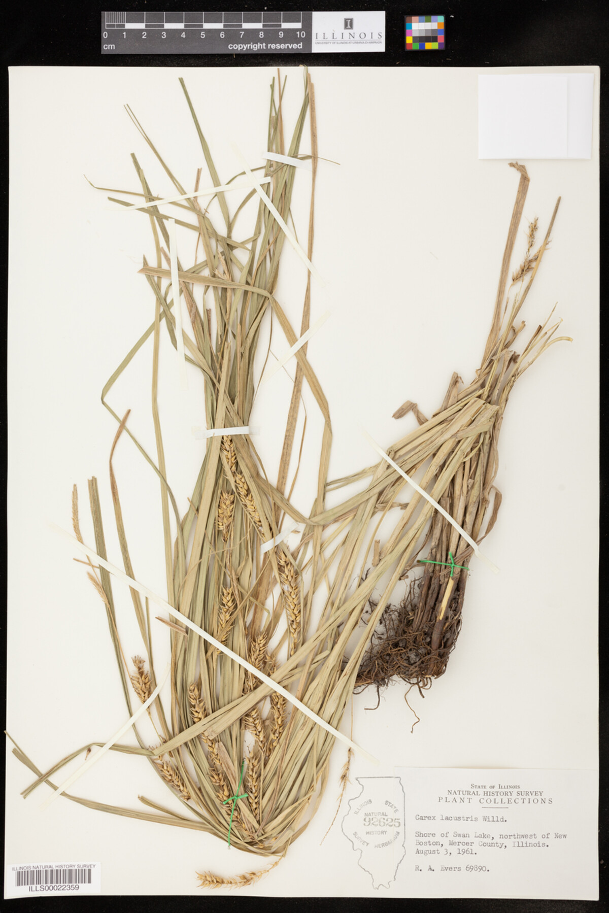 Carex laeviconica image