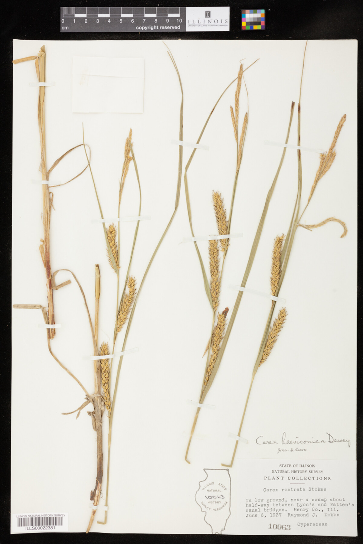 Carex laeviconica image