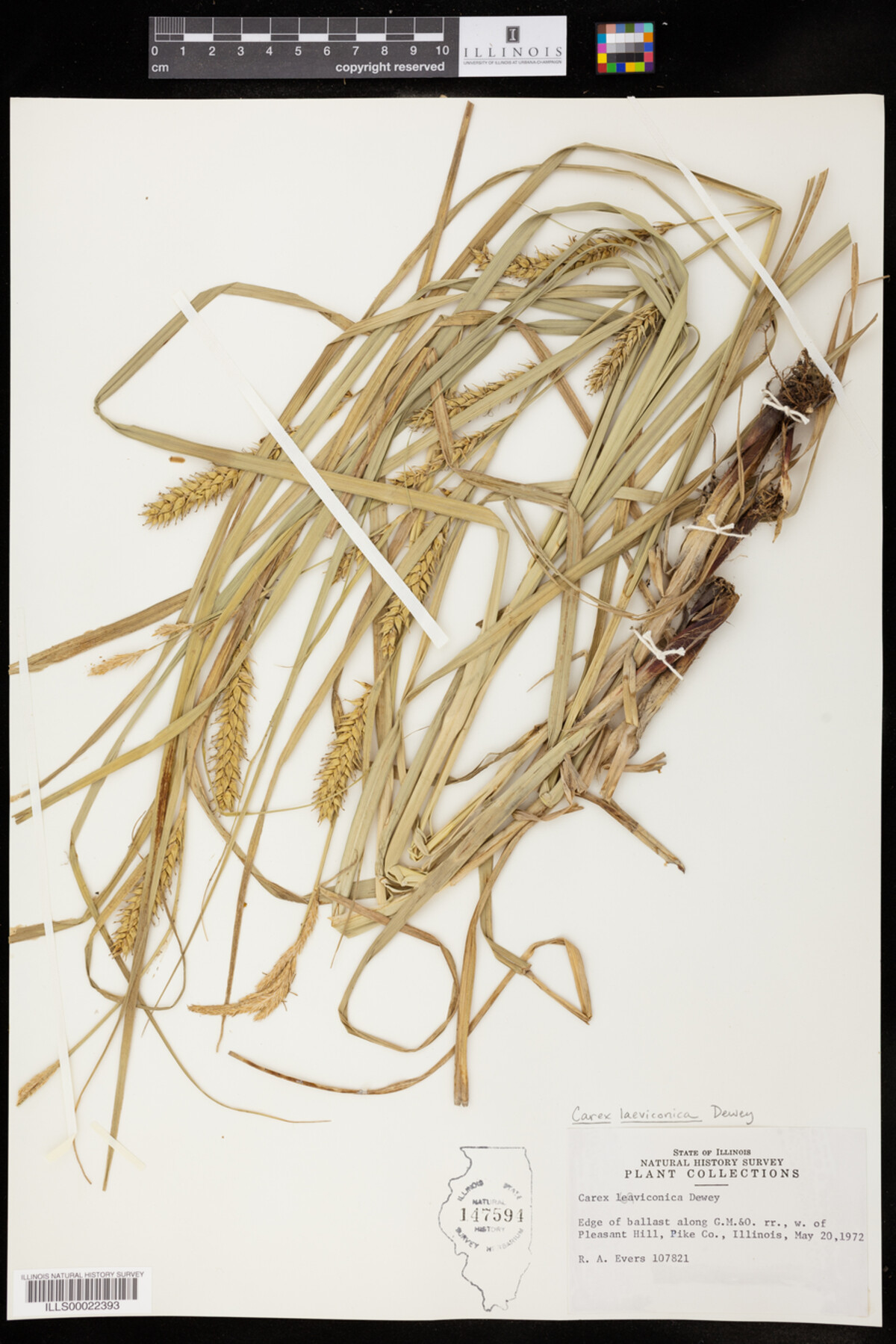 Carex laeviconica image