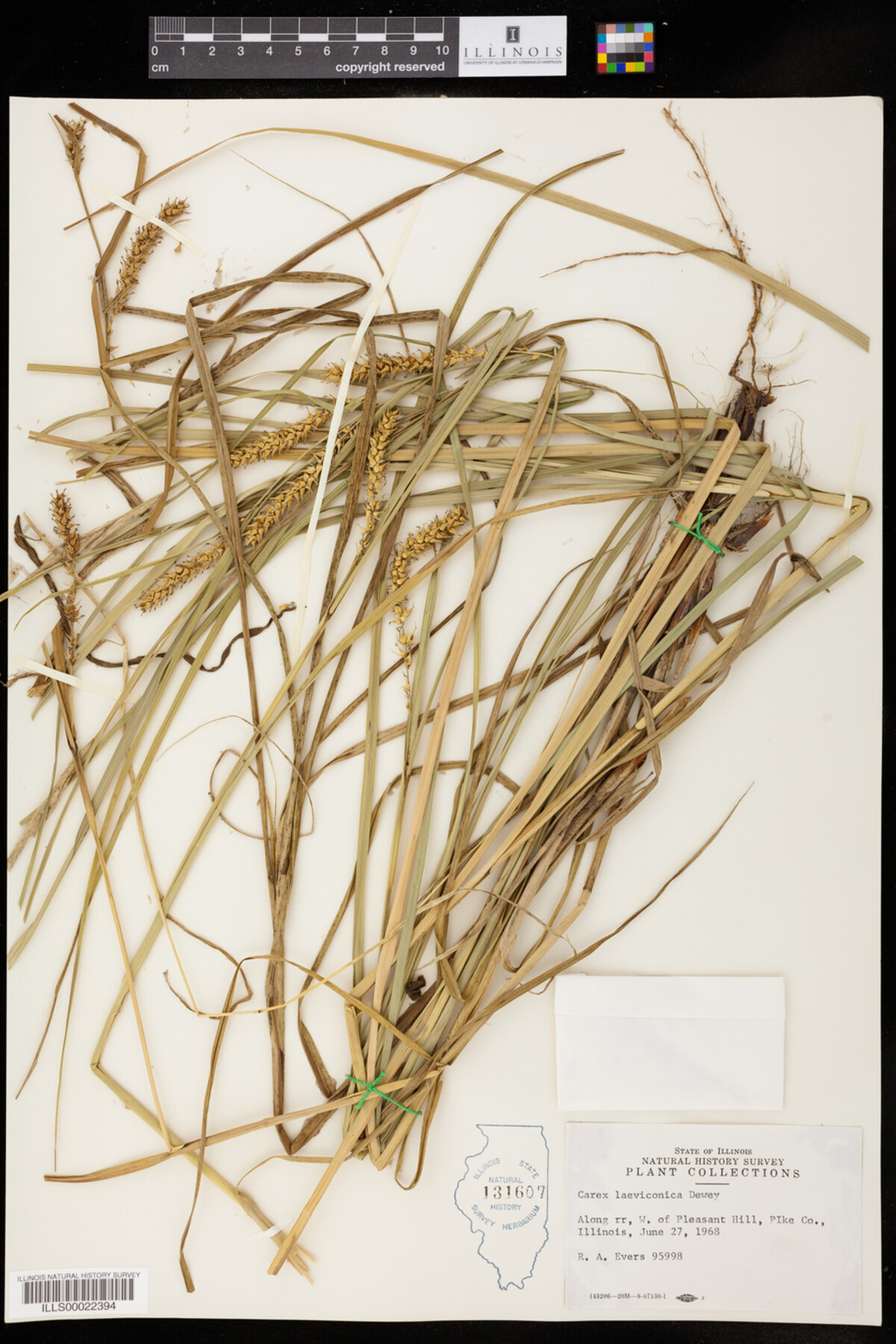 Carex laeviconica image