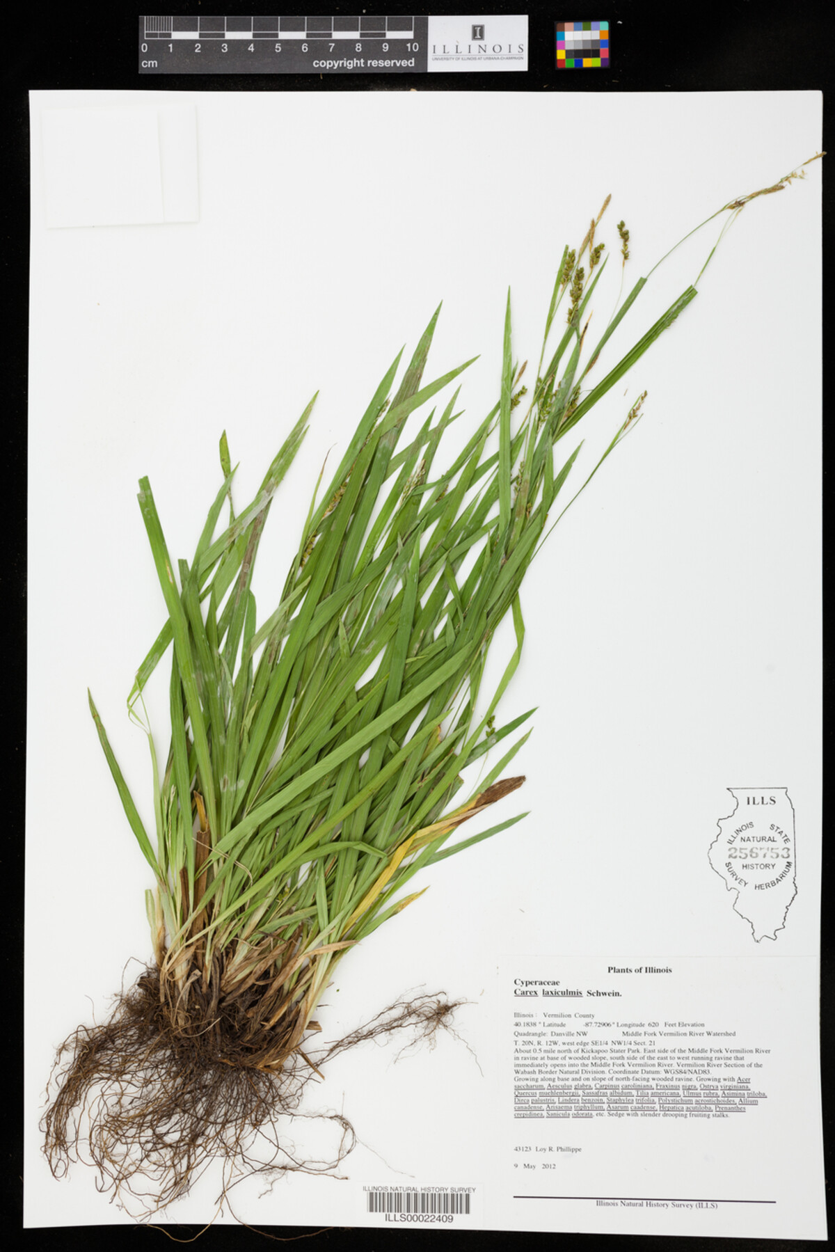 Carex laxiculmis image