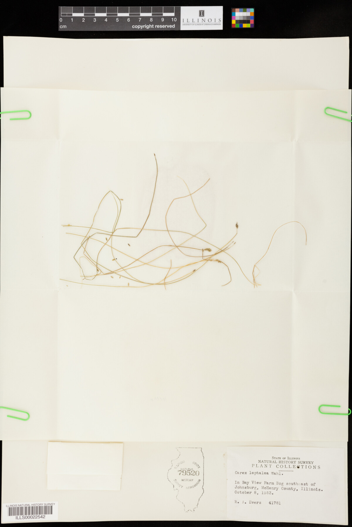Carex leptalea image