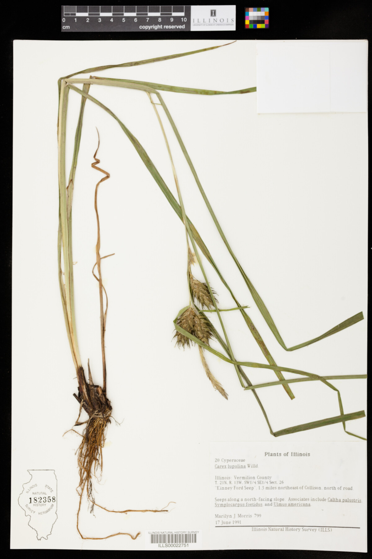 Carex lupulina image