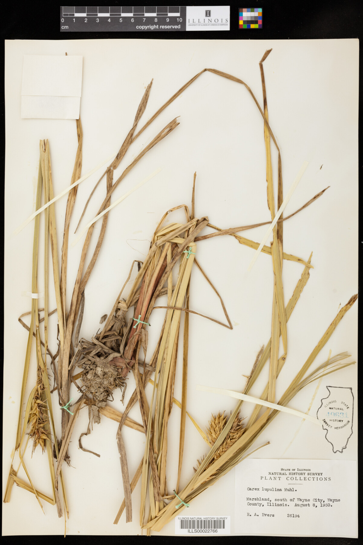 Carex lupulina image
