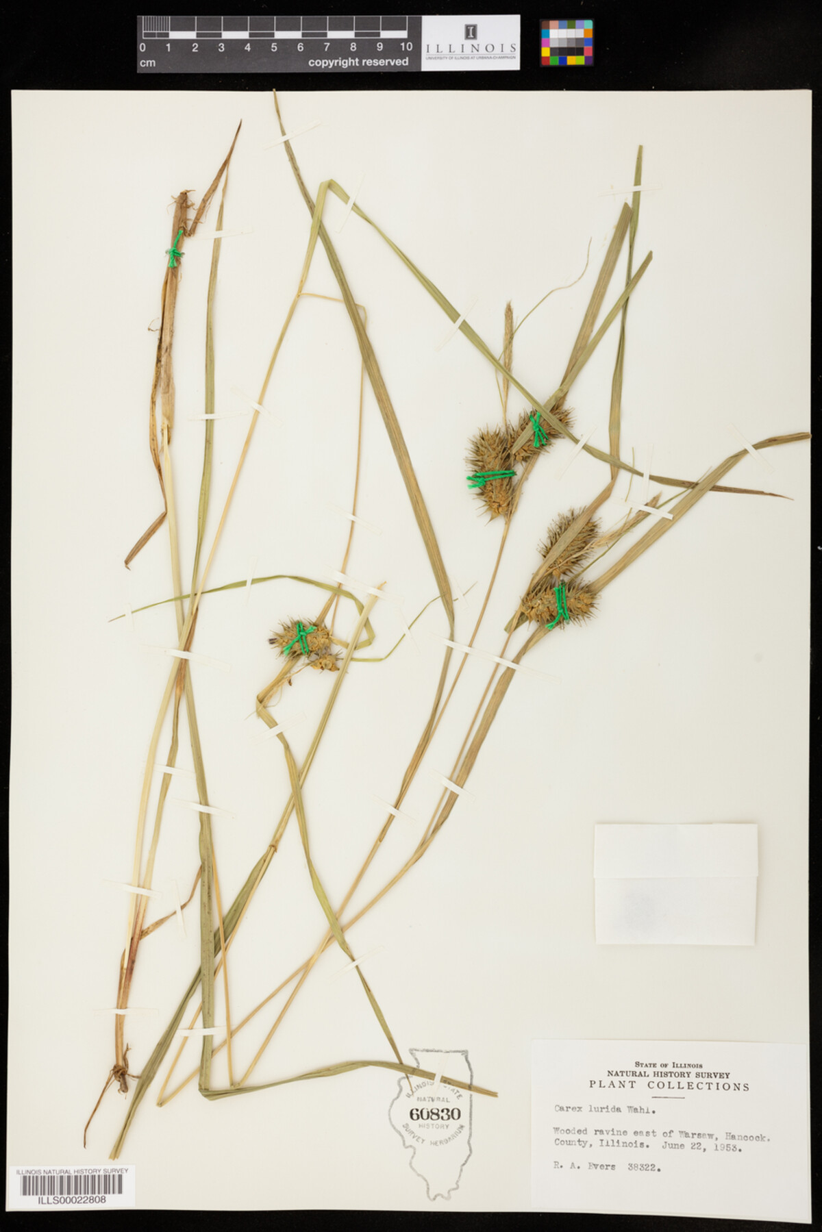 Carex lurida image