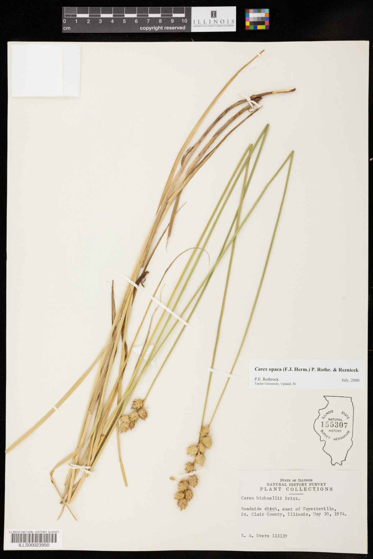 Carex opaca image