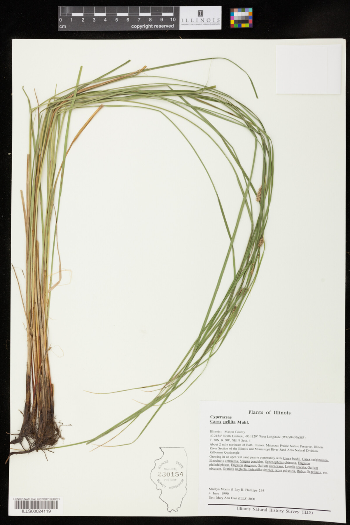 Carex pellita image