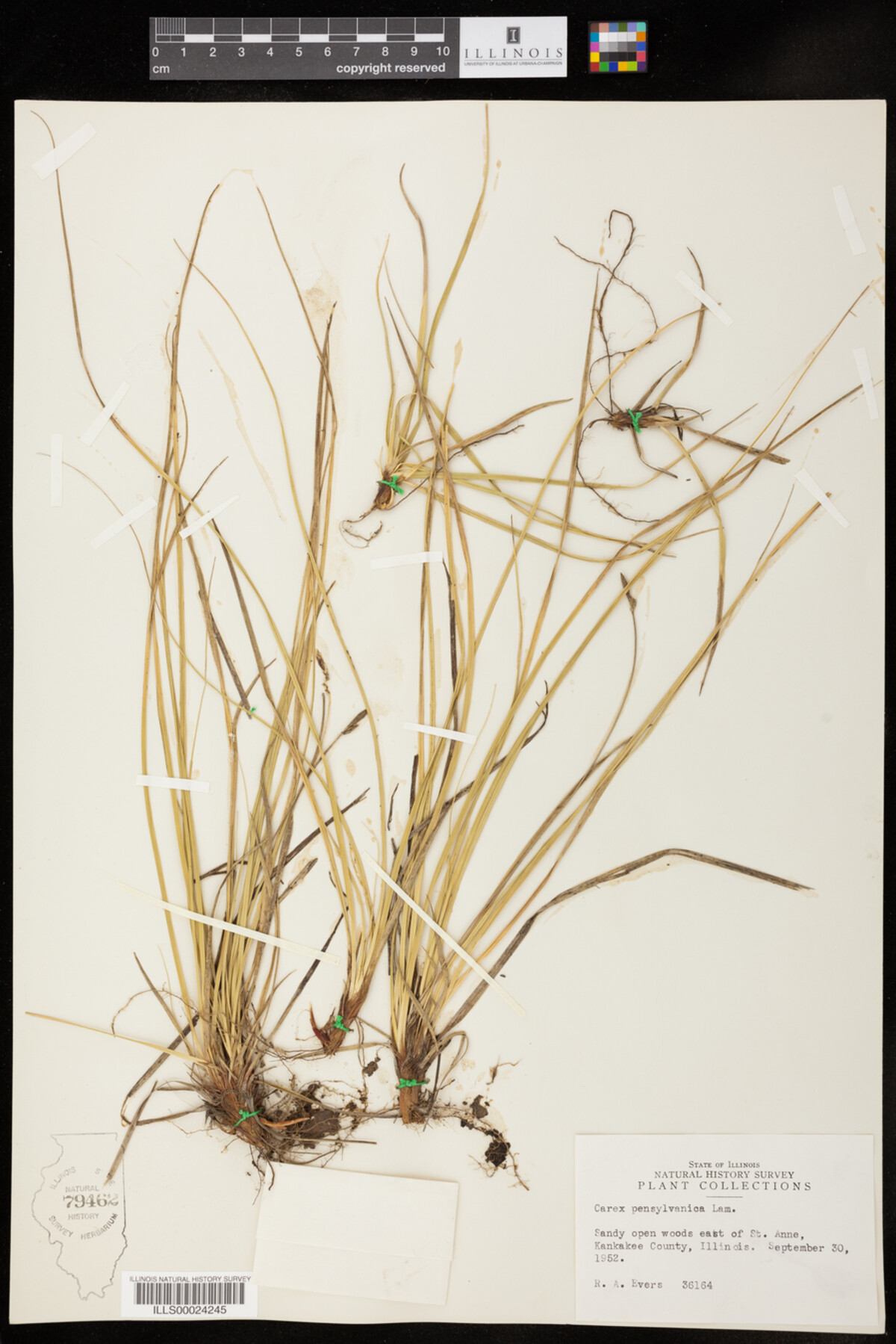 Carex pensylvanica image