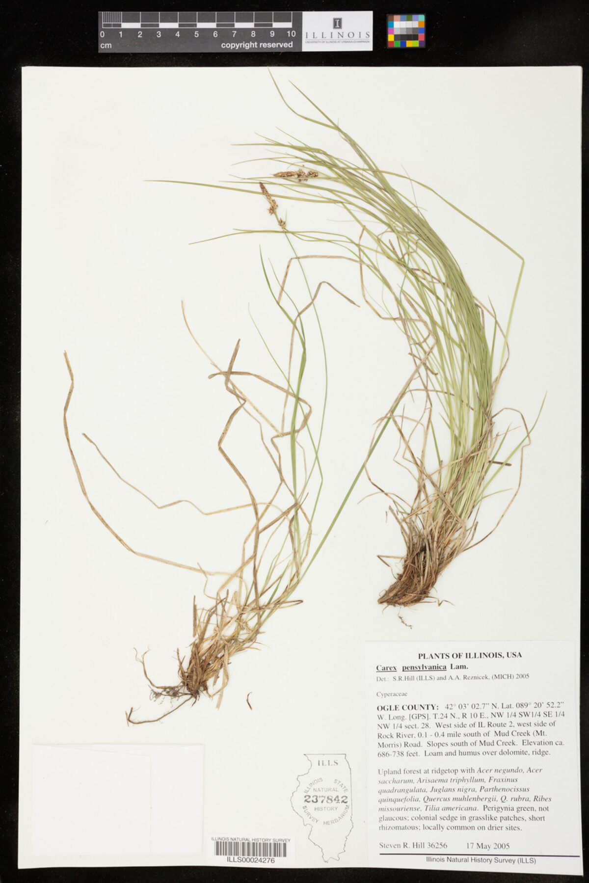 Carex pensylvanica image