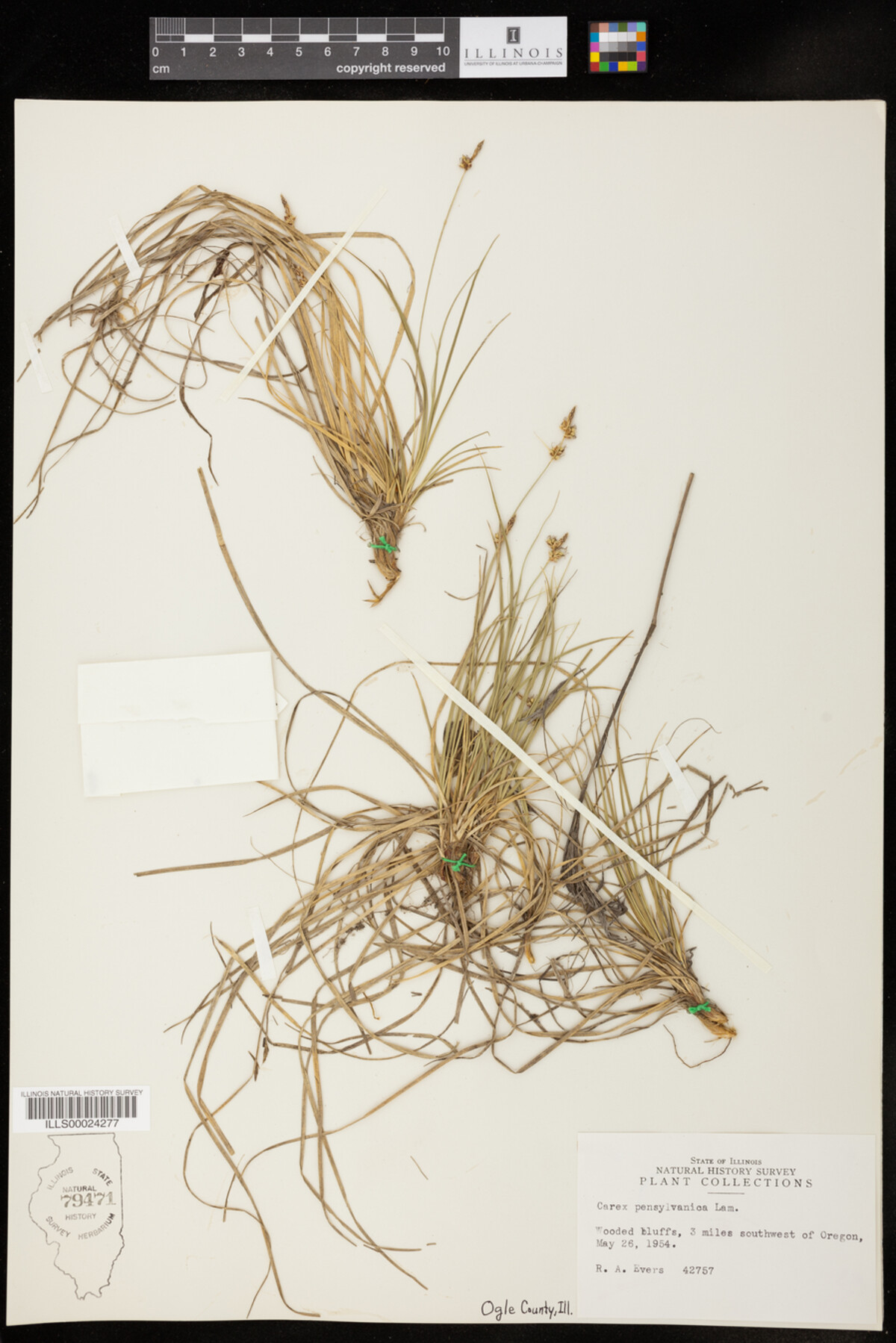 Carex pensylvanica image