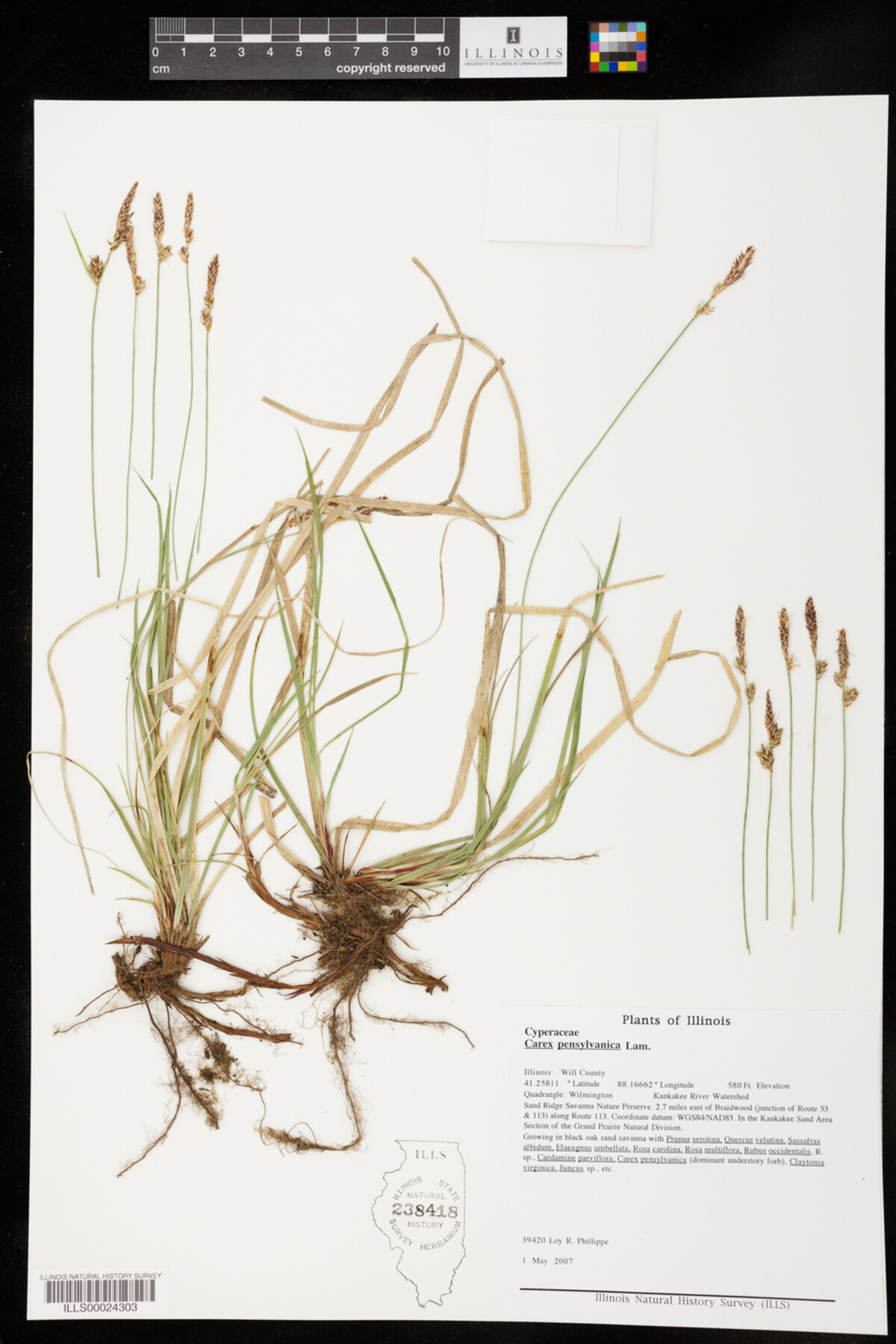 Carex pensylvanica image