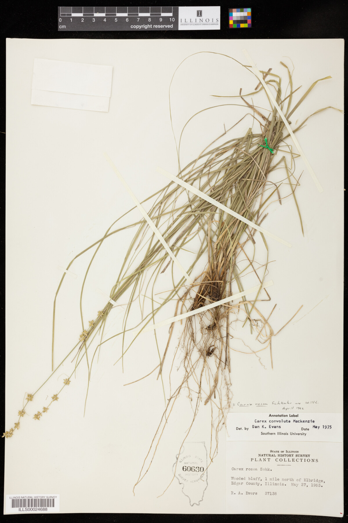 Carex rosea image