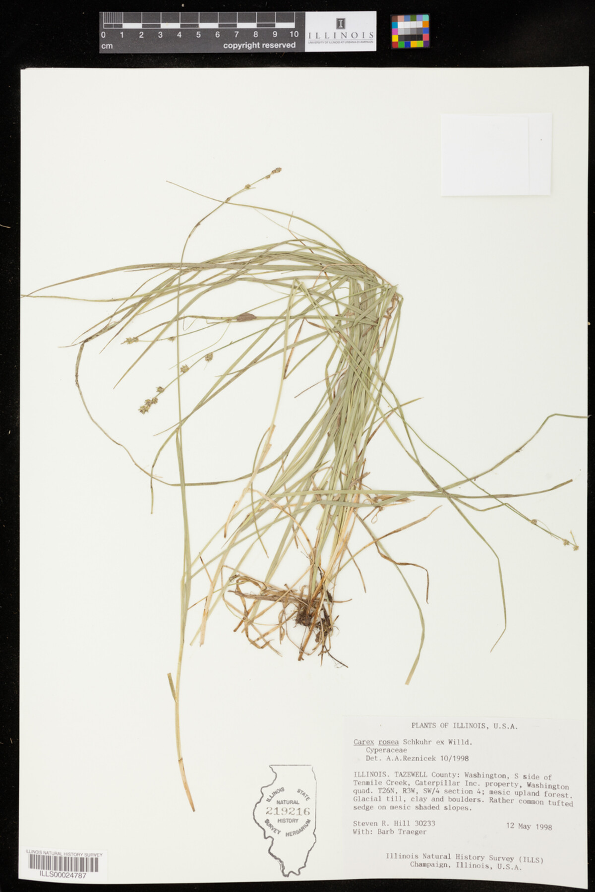 Carex rosea image