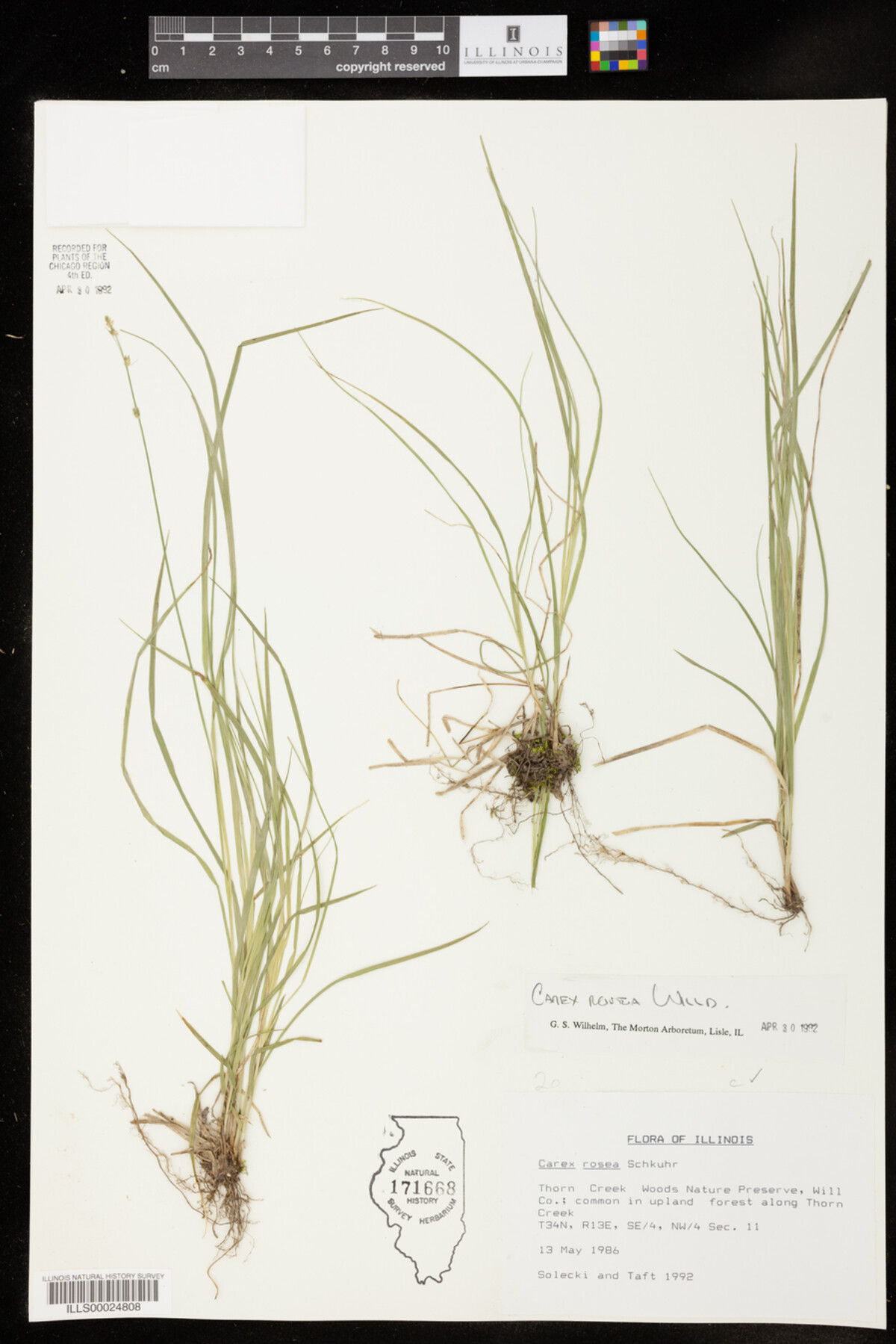 Carex rosea image