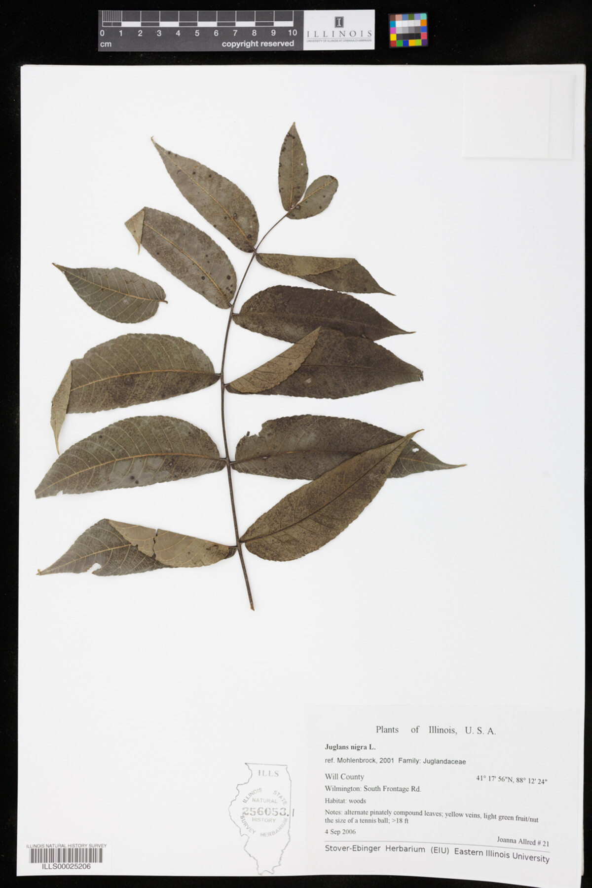 Juglans nigra image