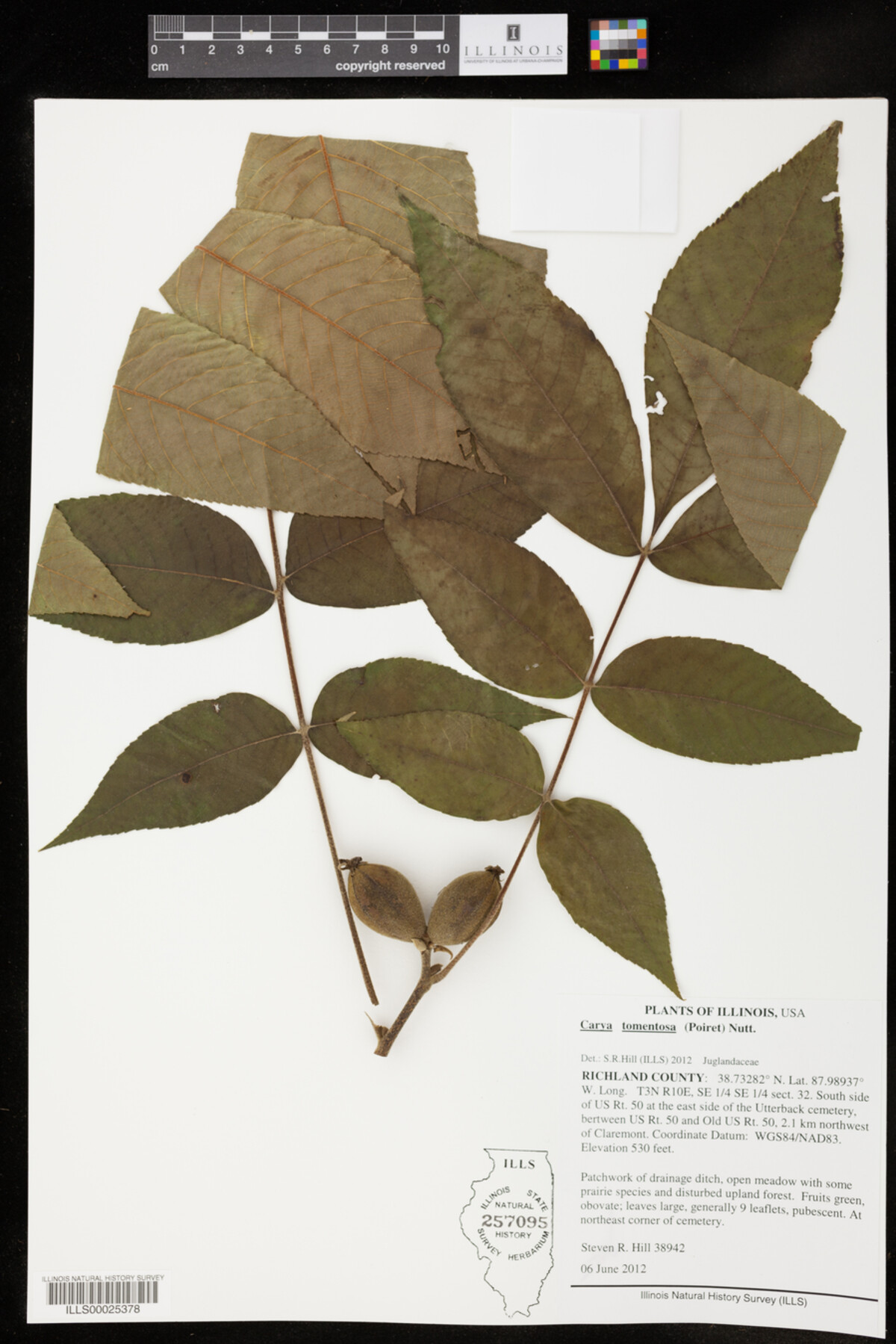 Carya tomentosa image