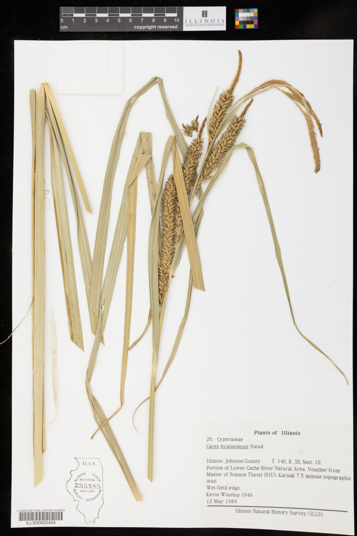 Carex hyalinolepis image