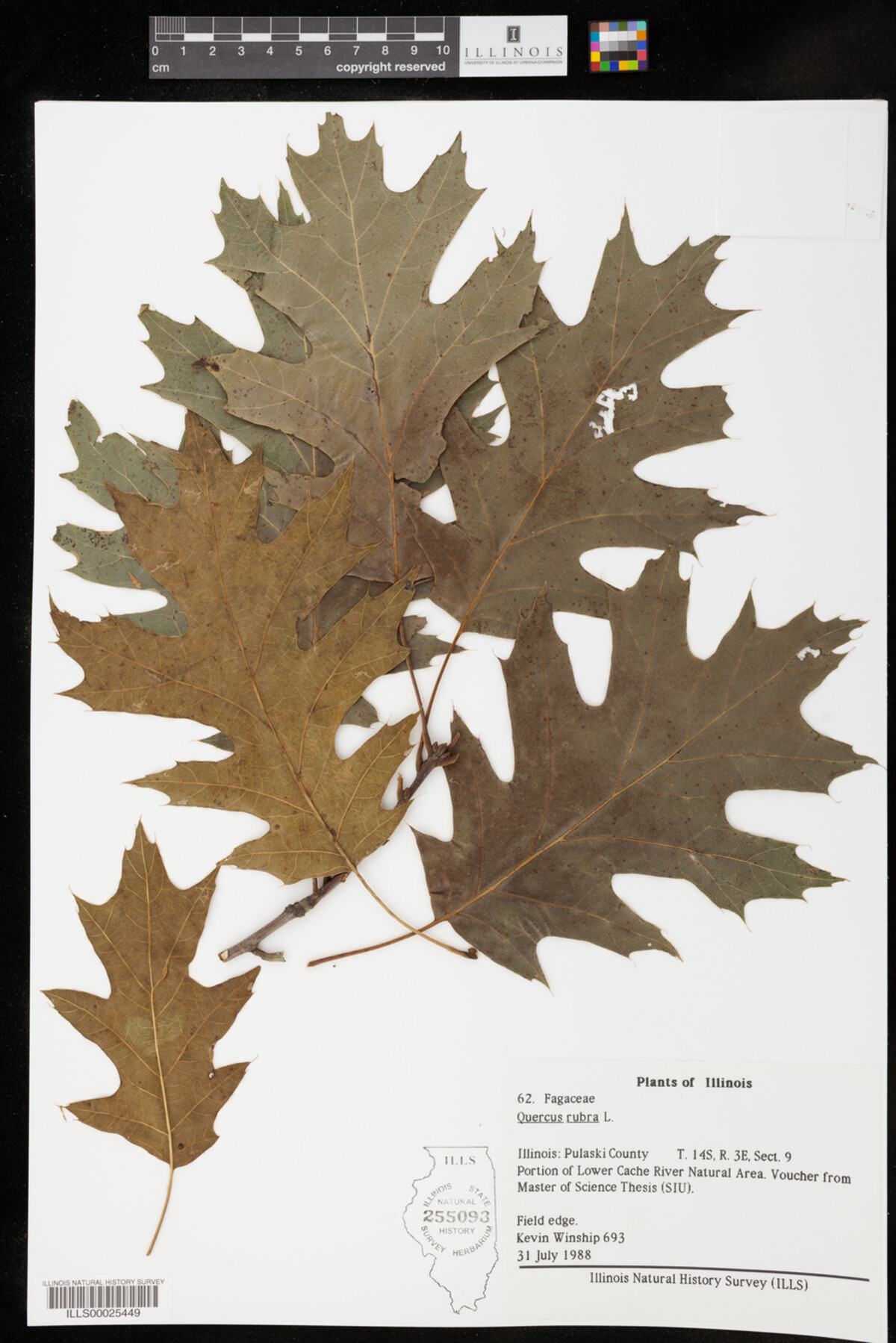 Quercus rubra image