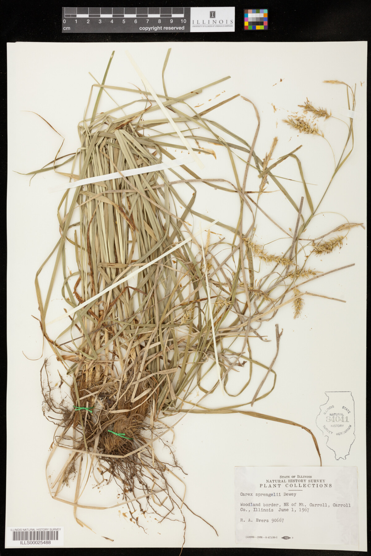 Carex sprengelii image