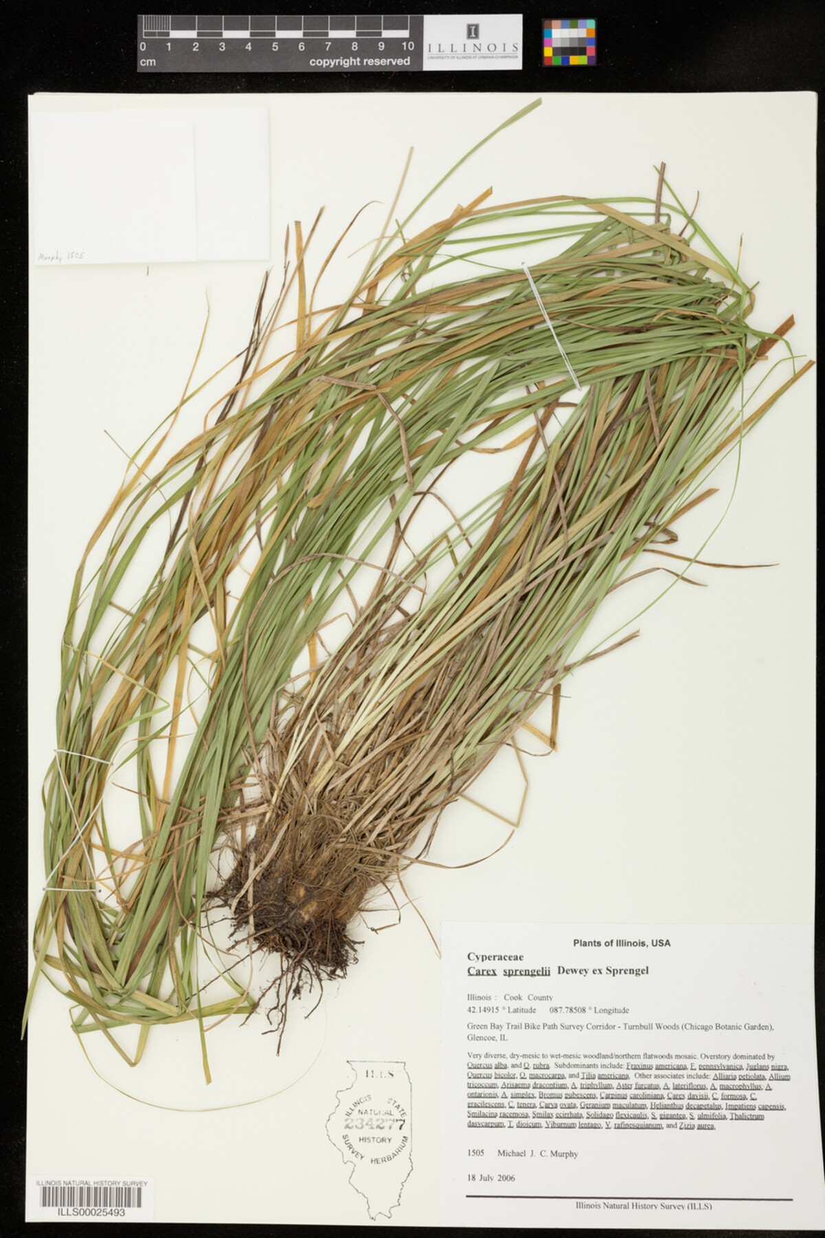 Carex sprengelii image