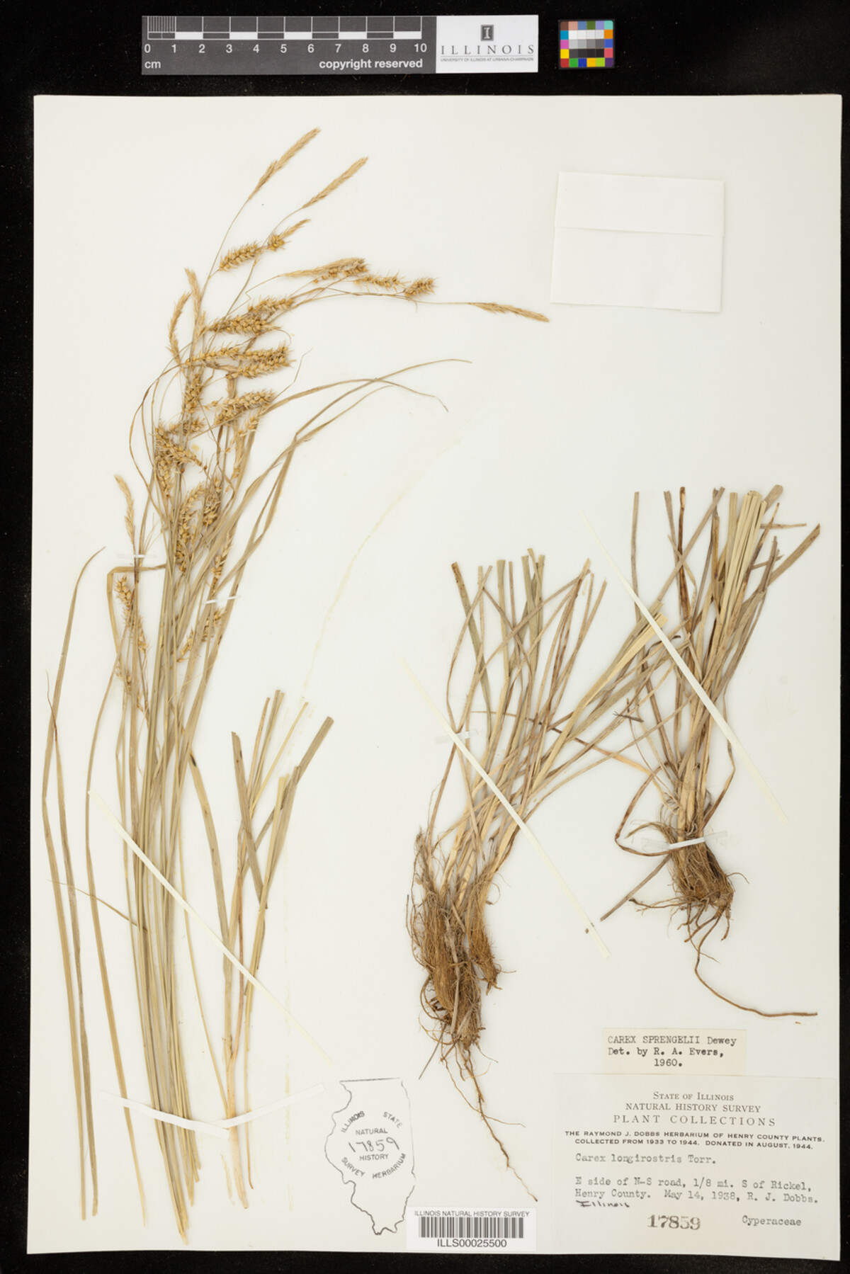 Carex sprengelii image