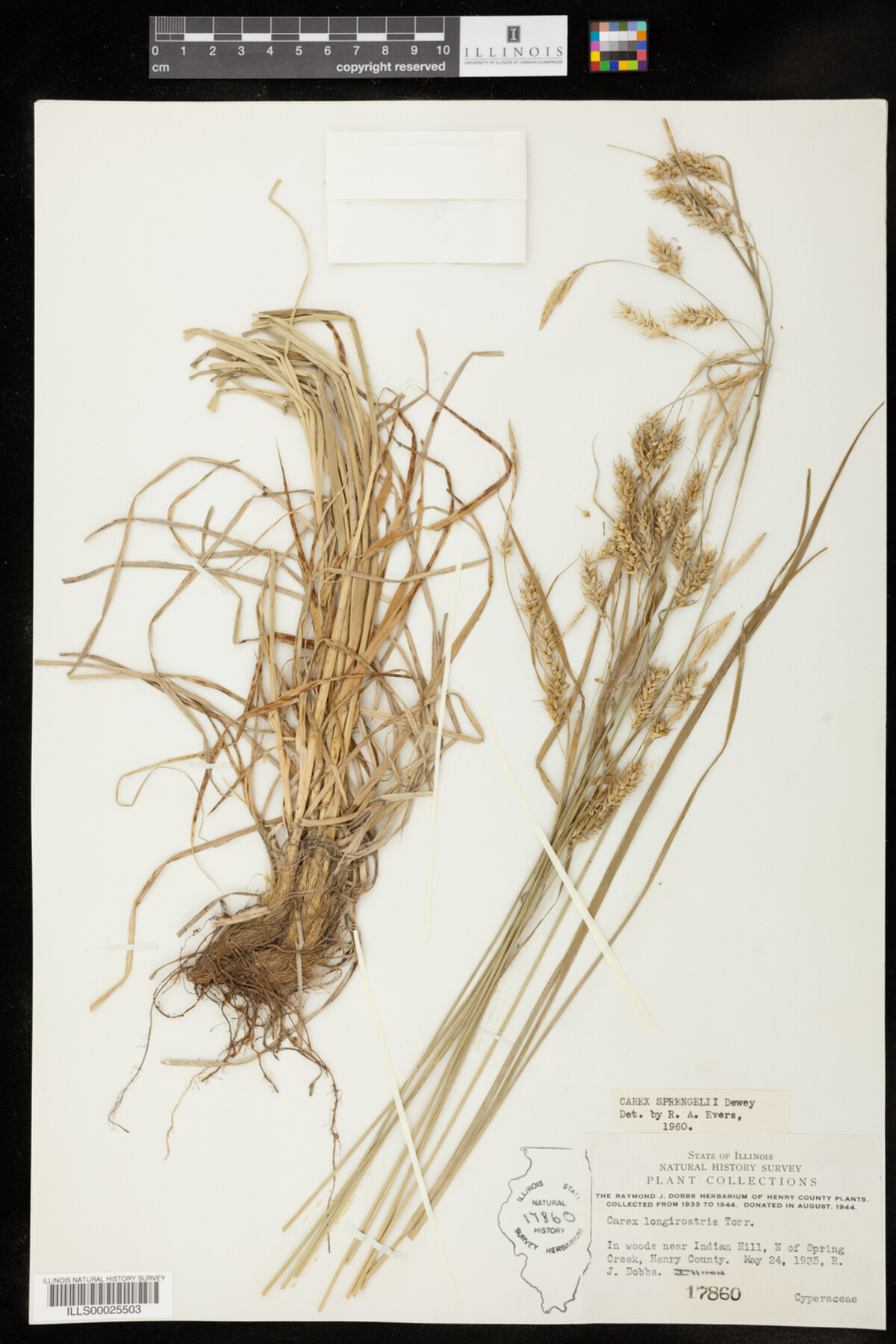 Carex sprengelii image